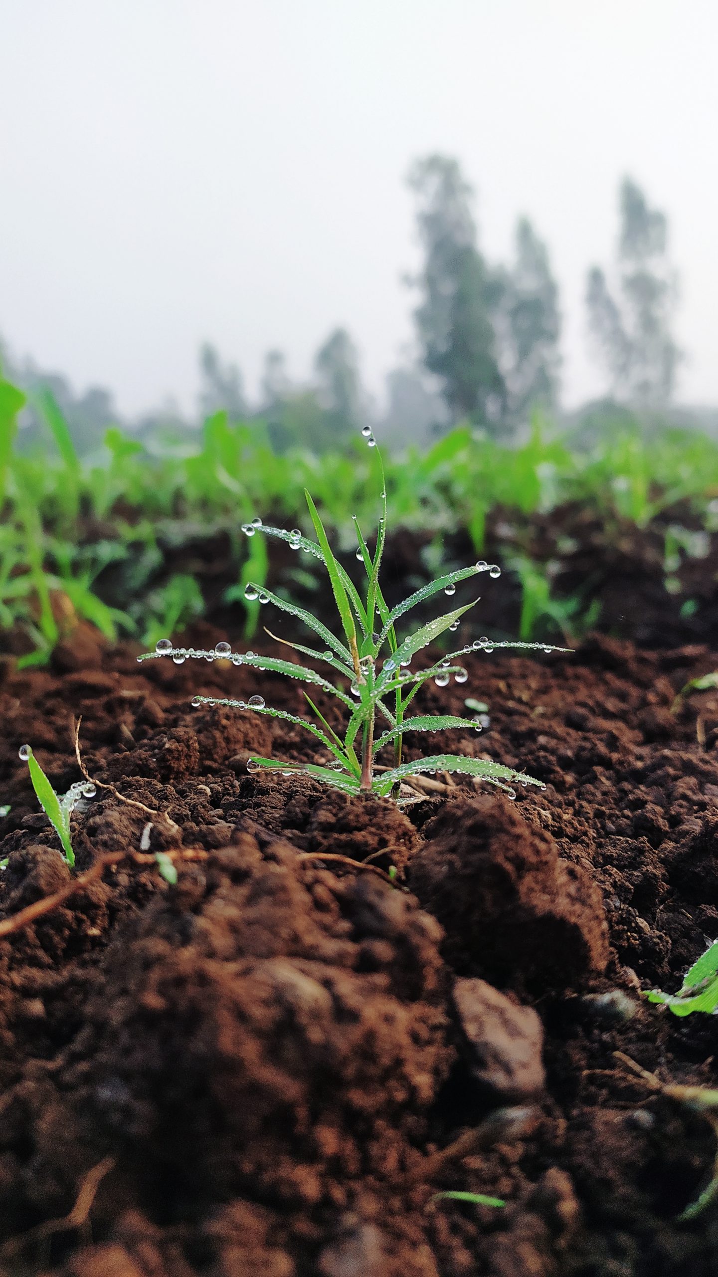 Water drops on plant