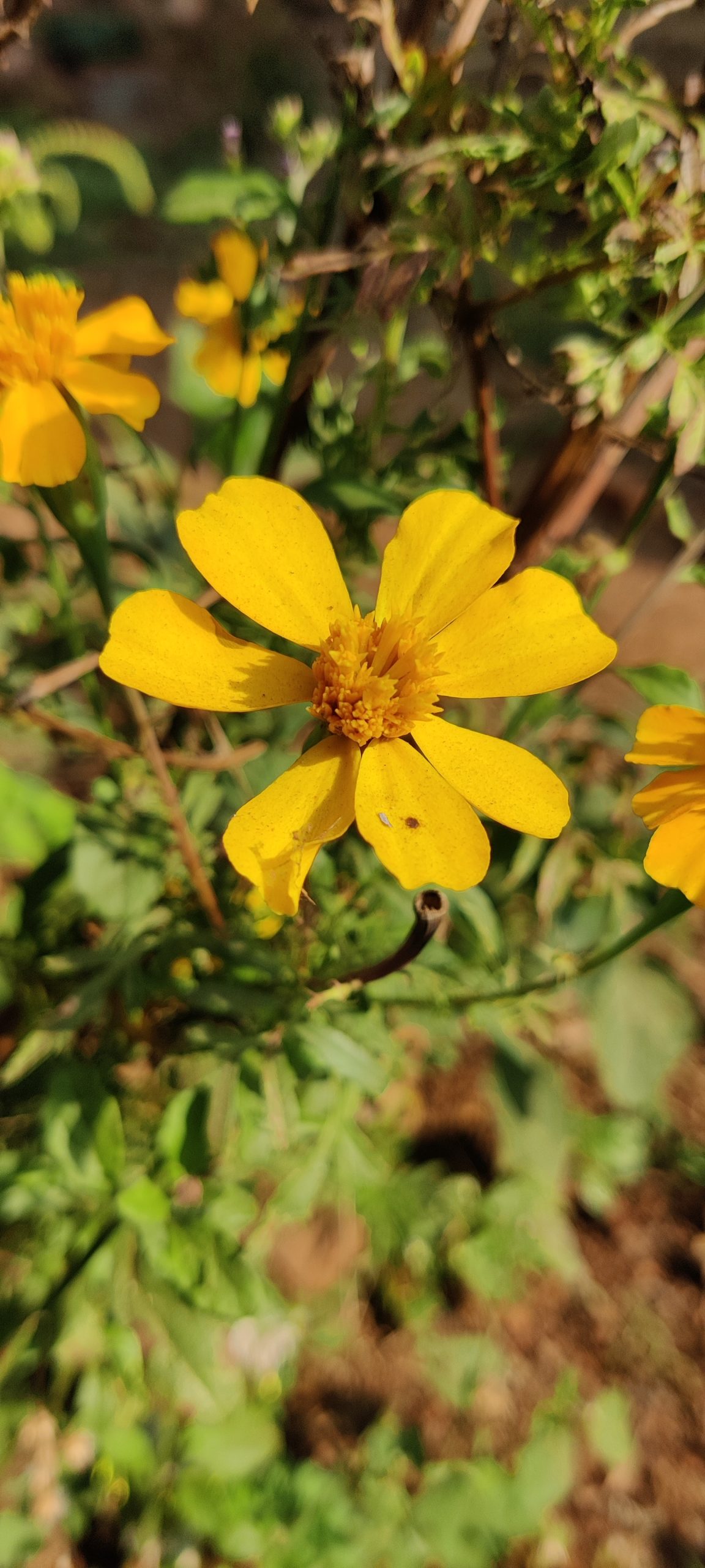 Yellow flower of a plant