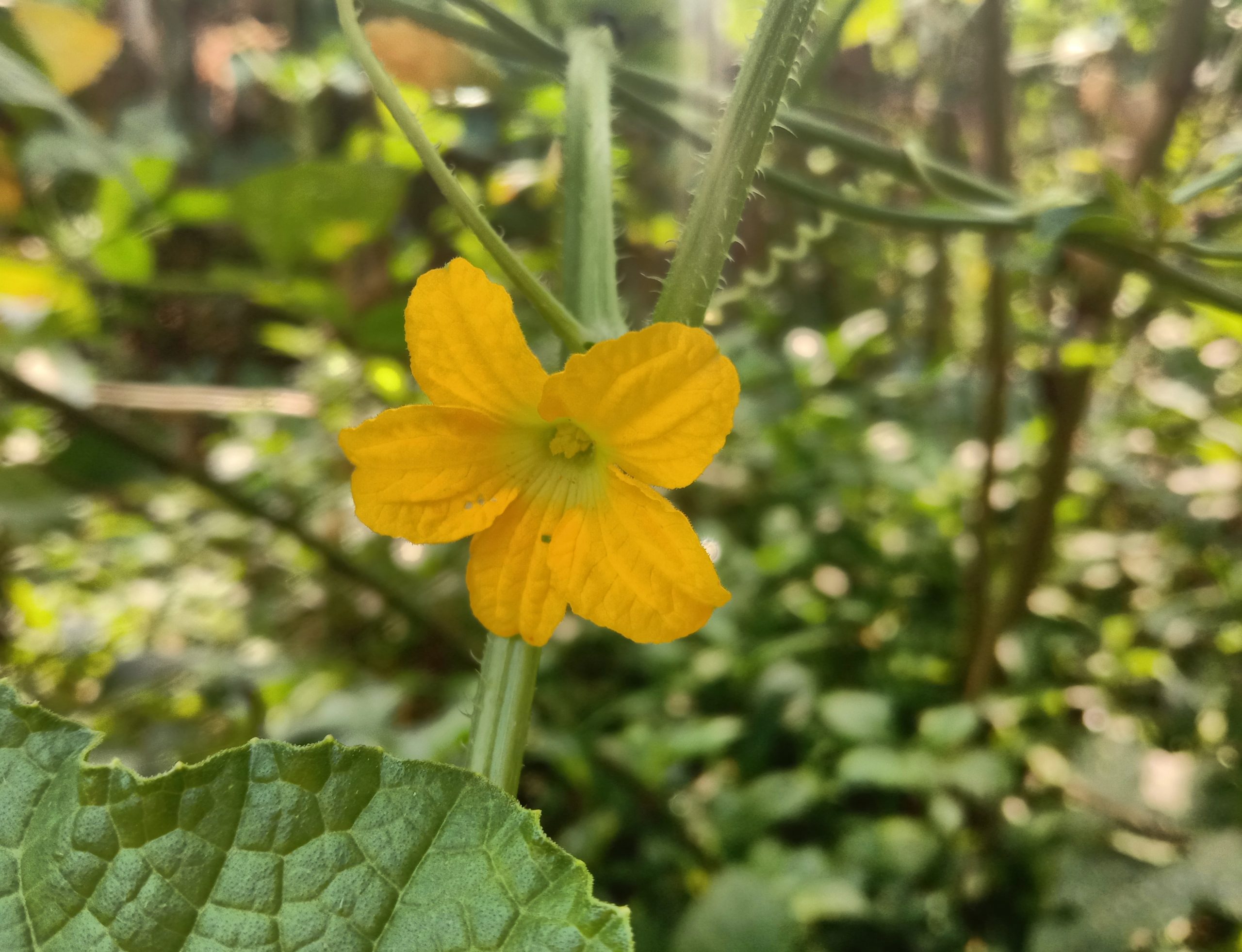 Yellow flower on a vine plant