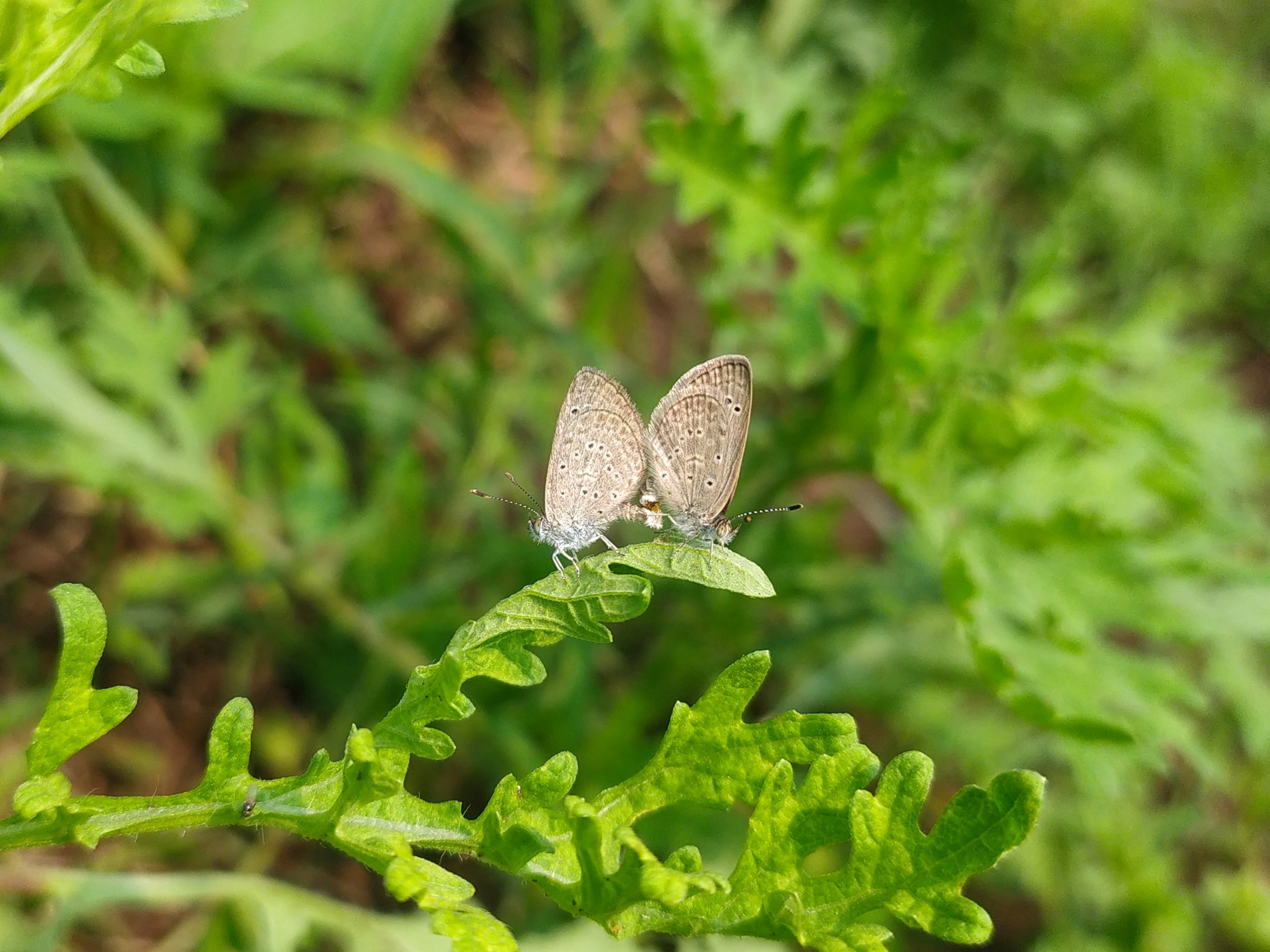 Butter flies on leaf