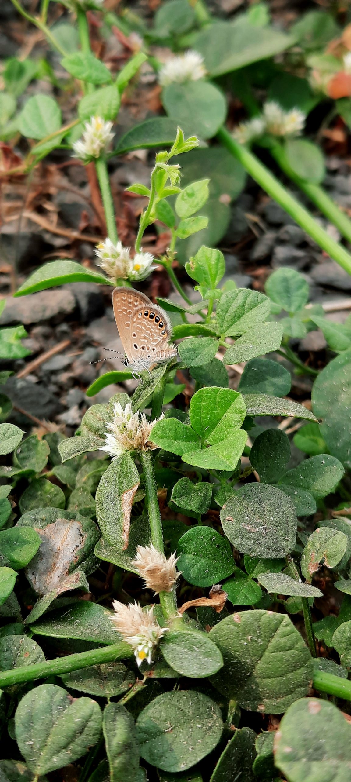 Butterfly on leaf