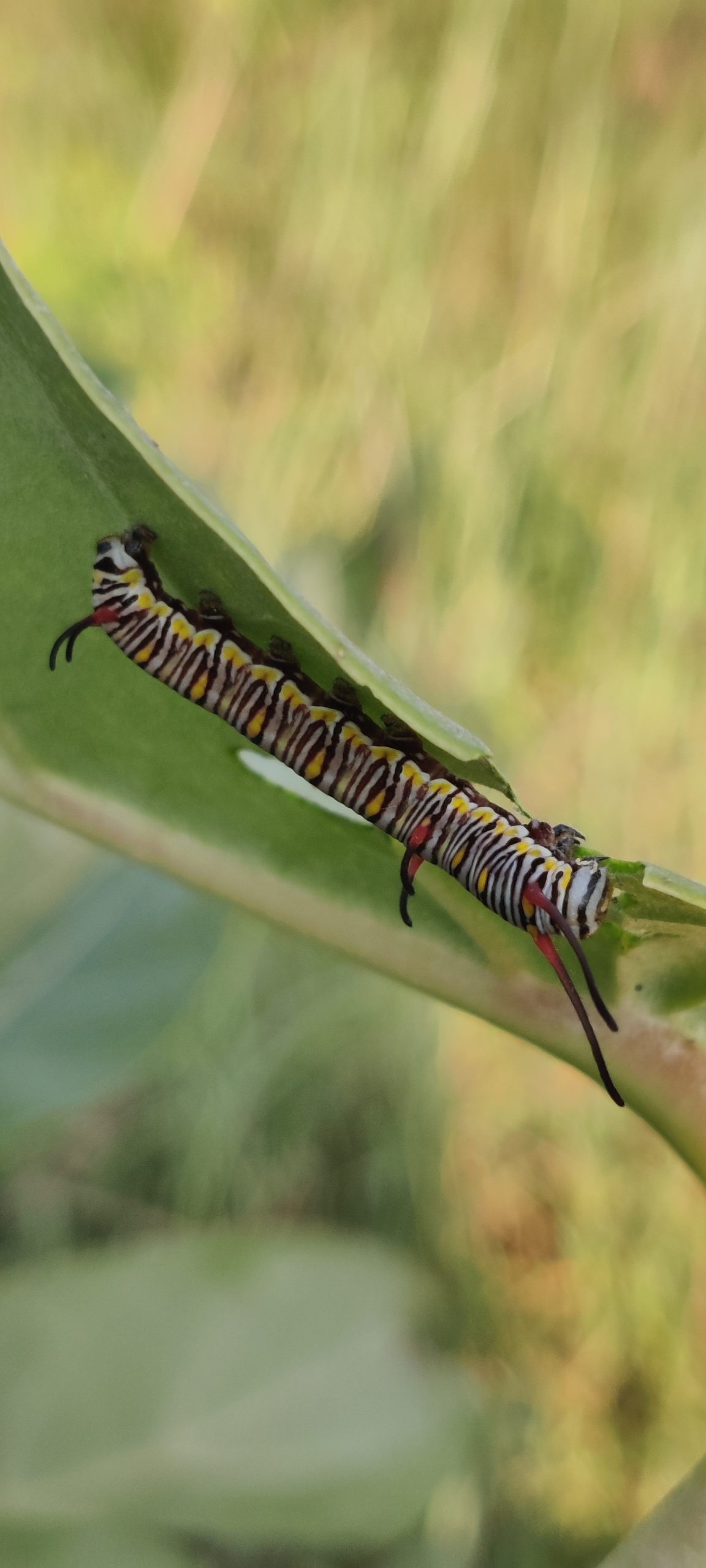 a crawling caterpillar