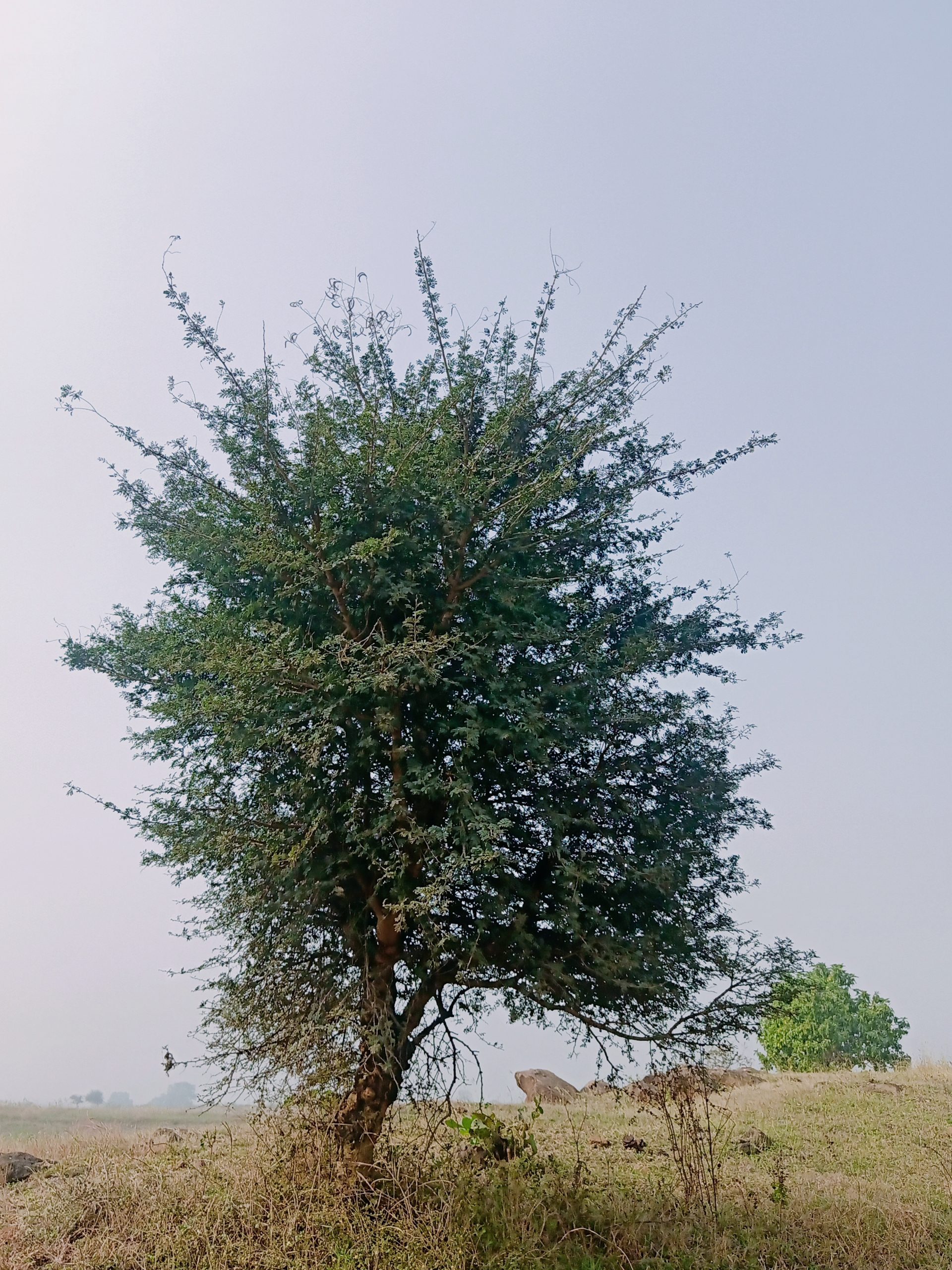 a growing tree