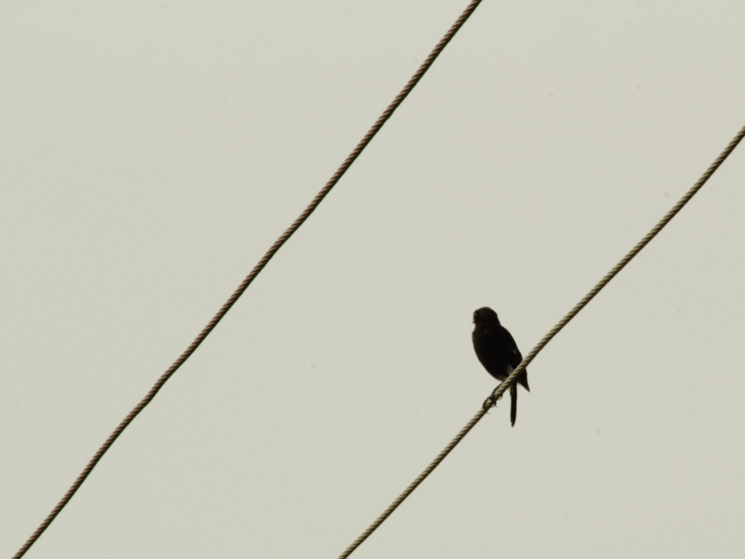 Bird on electricity cable