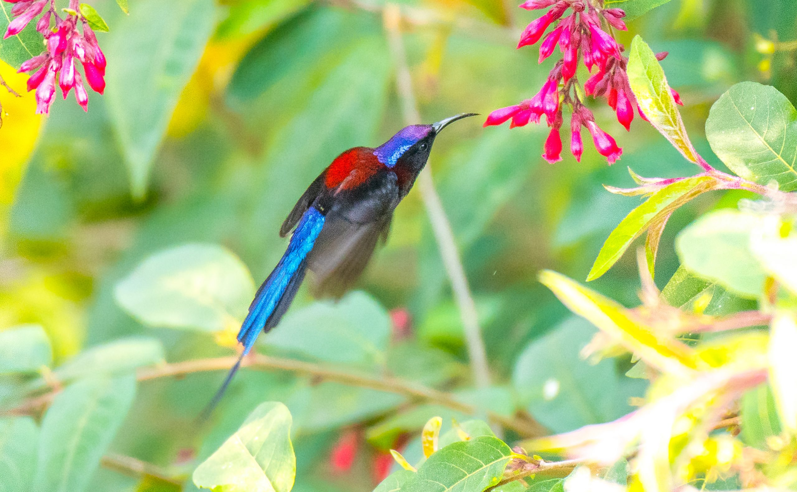 bird feeding on nectar