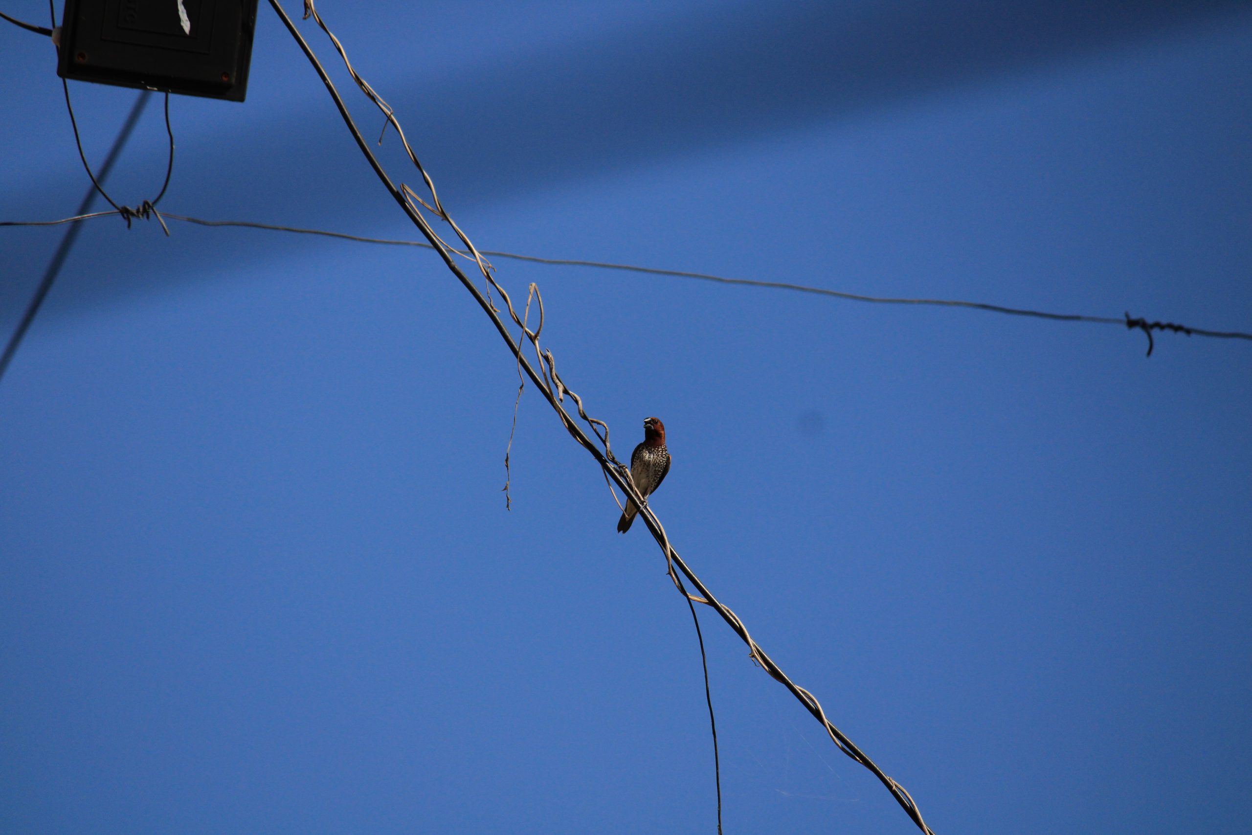 Bird sitting on wire