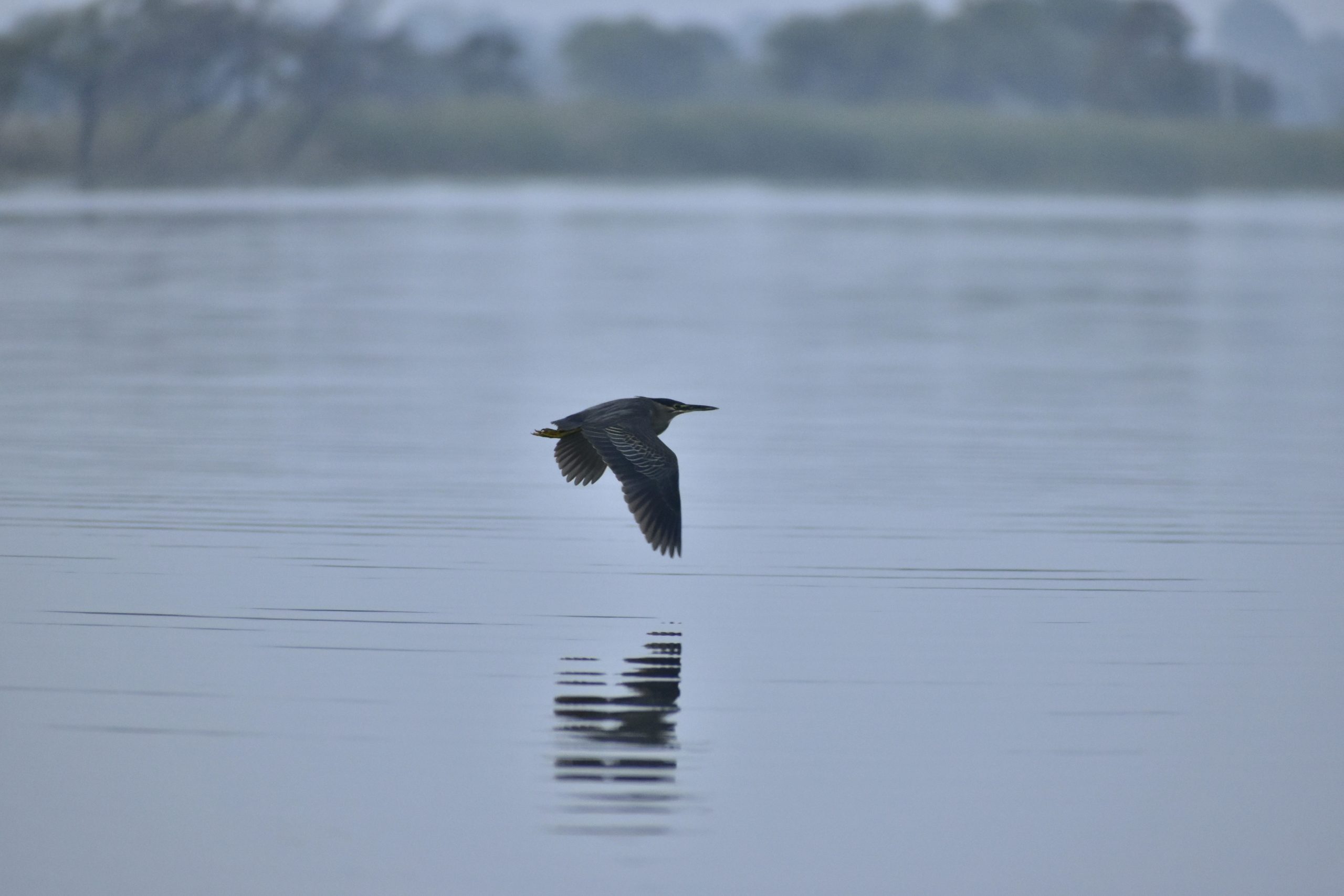 A bird flying close to water surface