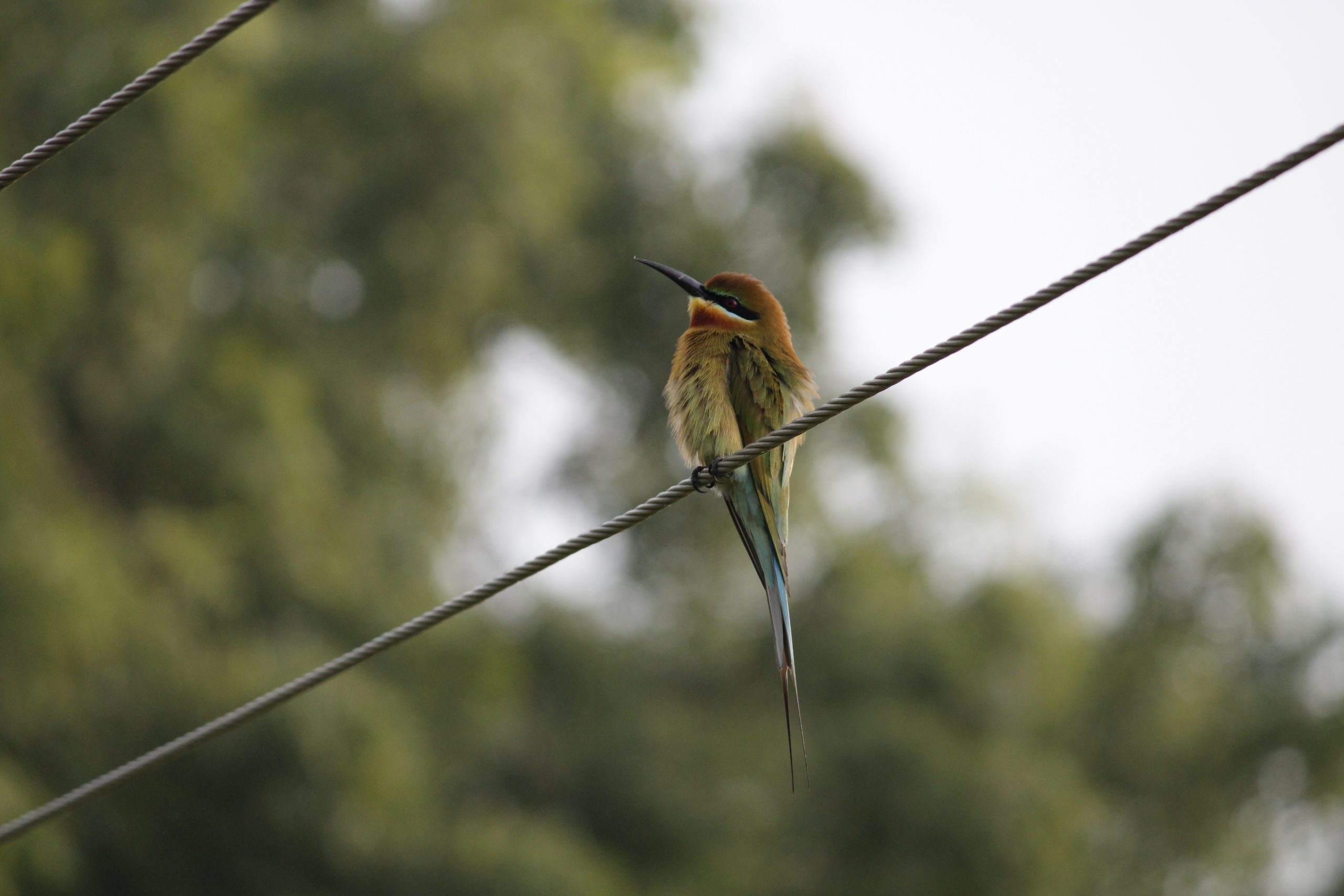 Bird sitting on a wire