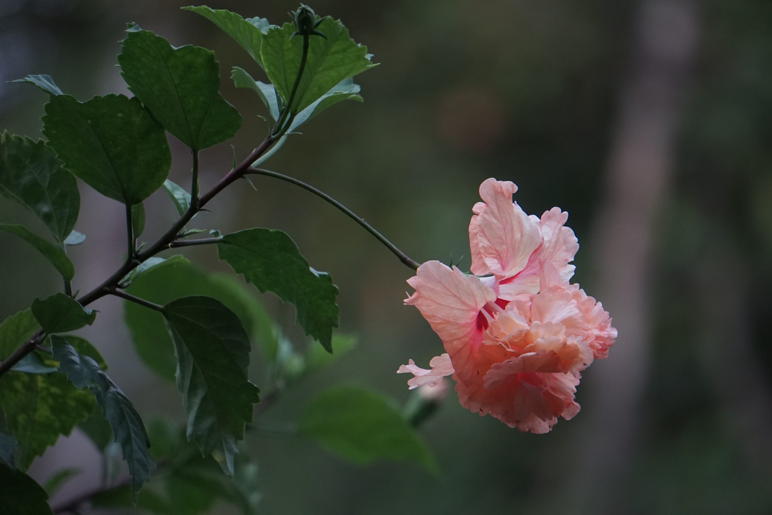 blooming pink flower