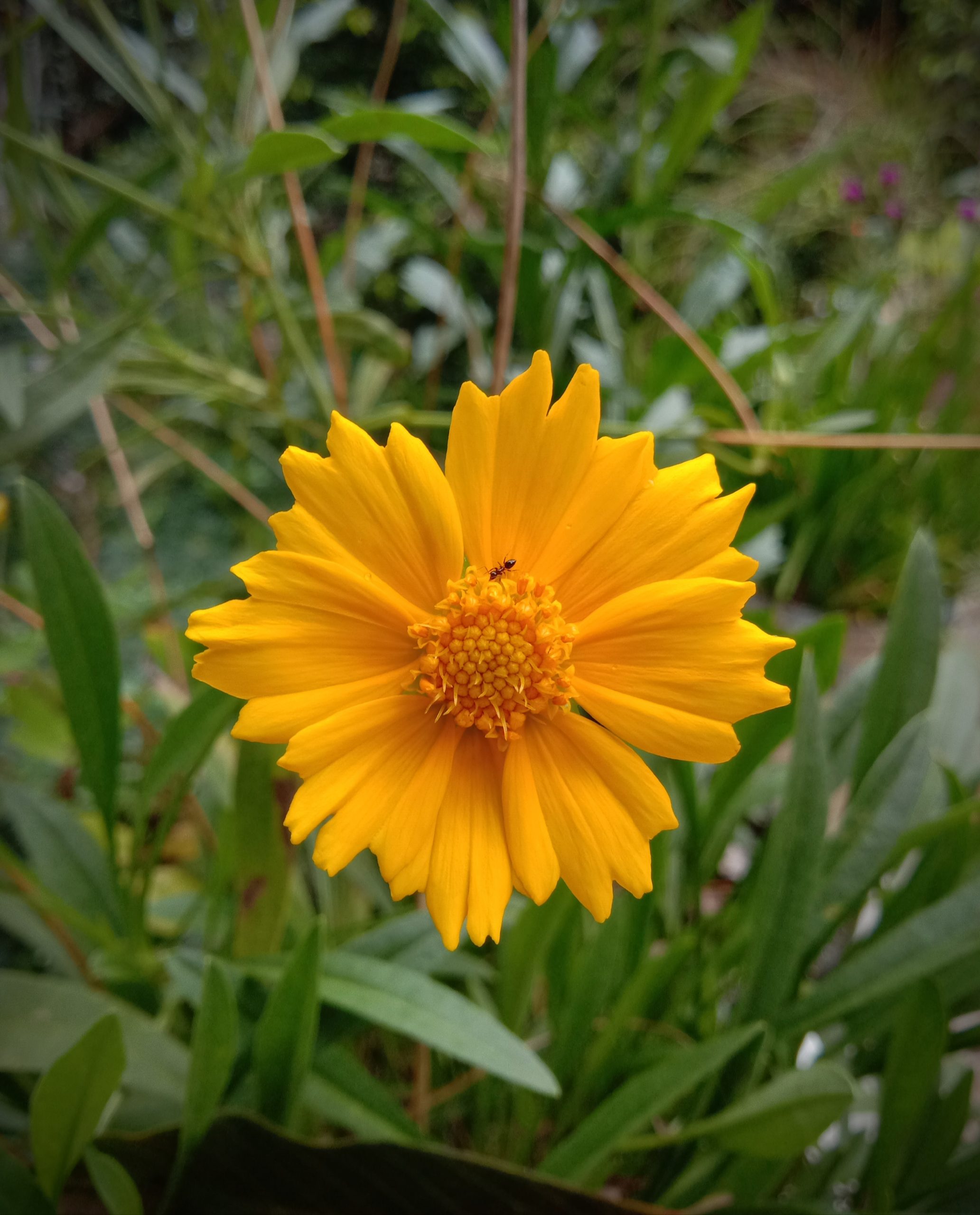 blooming yellow flower