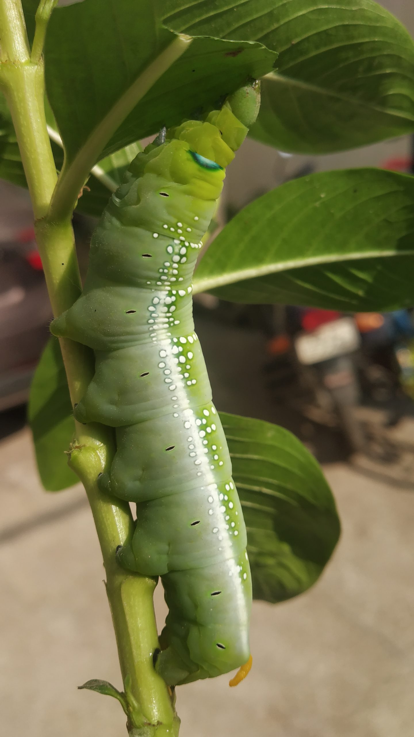 Caterpillar on Plant stem