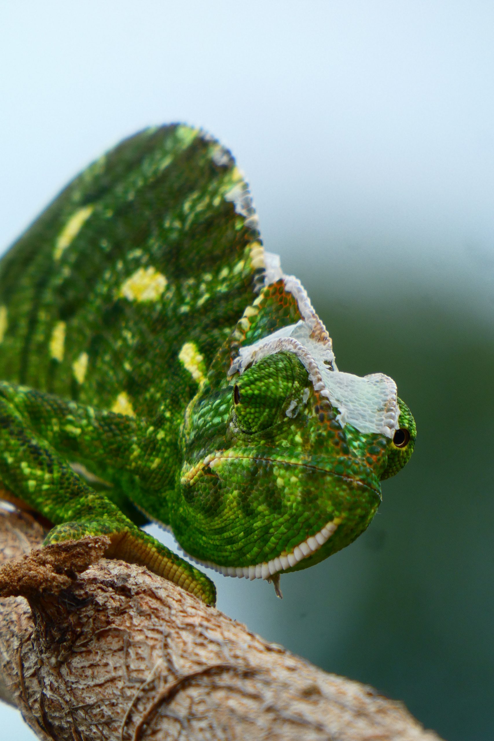 close-up of a chameleon