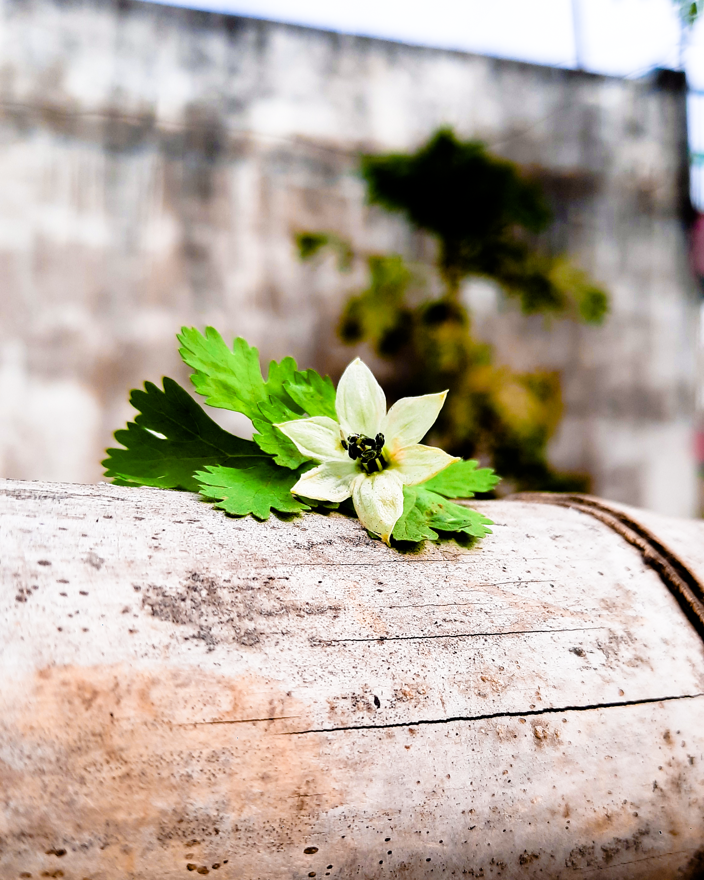 a white chilli flower with green coriander