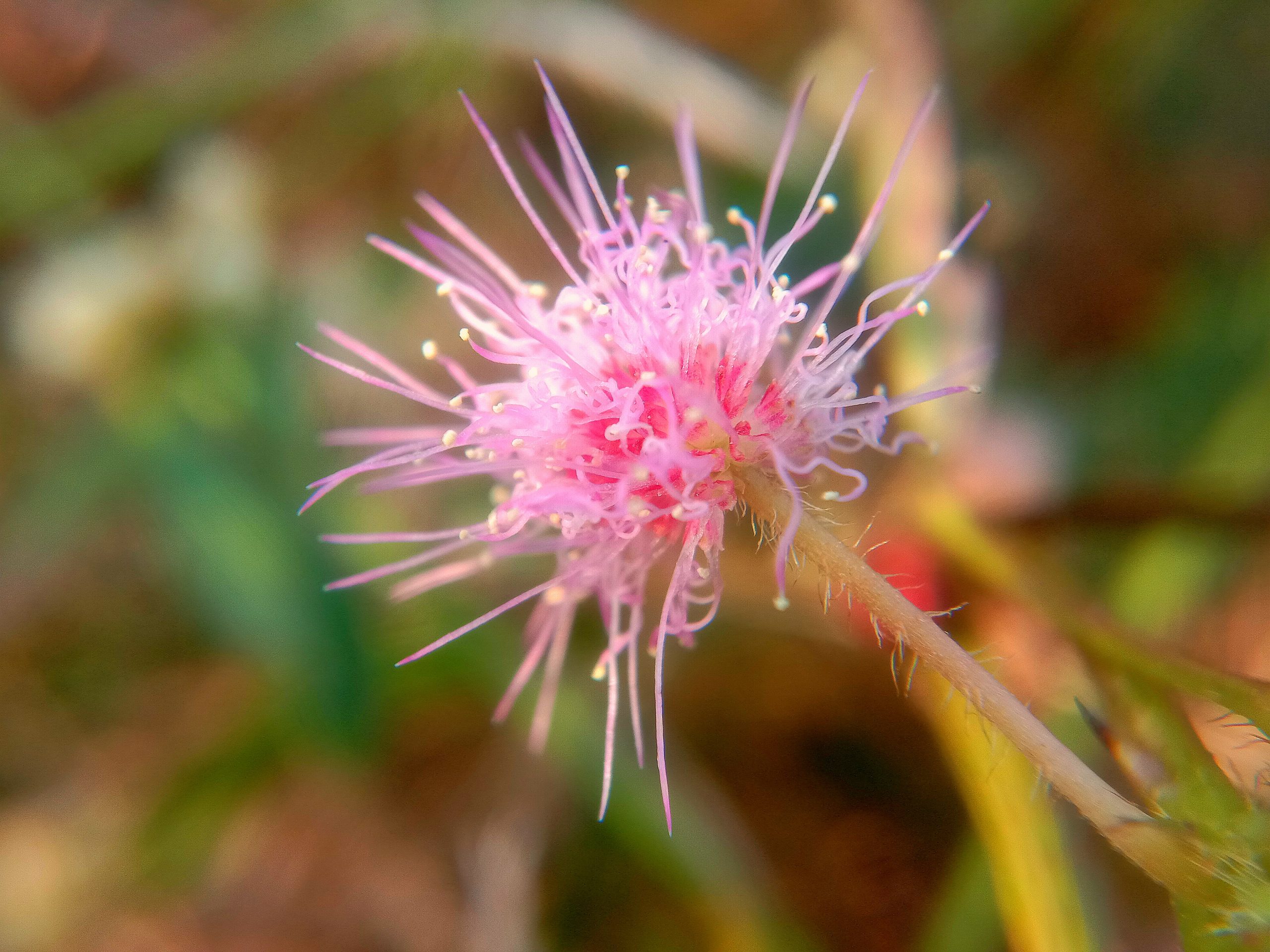 close-up of a wildflower