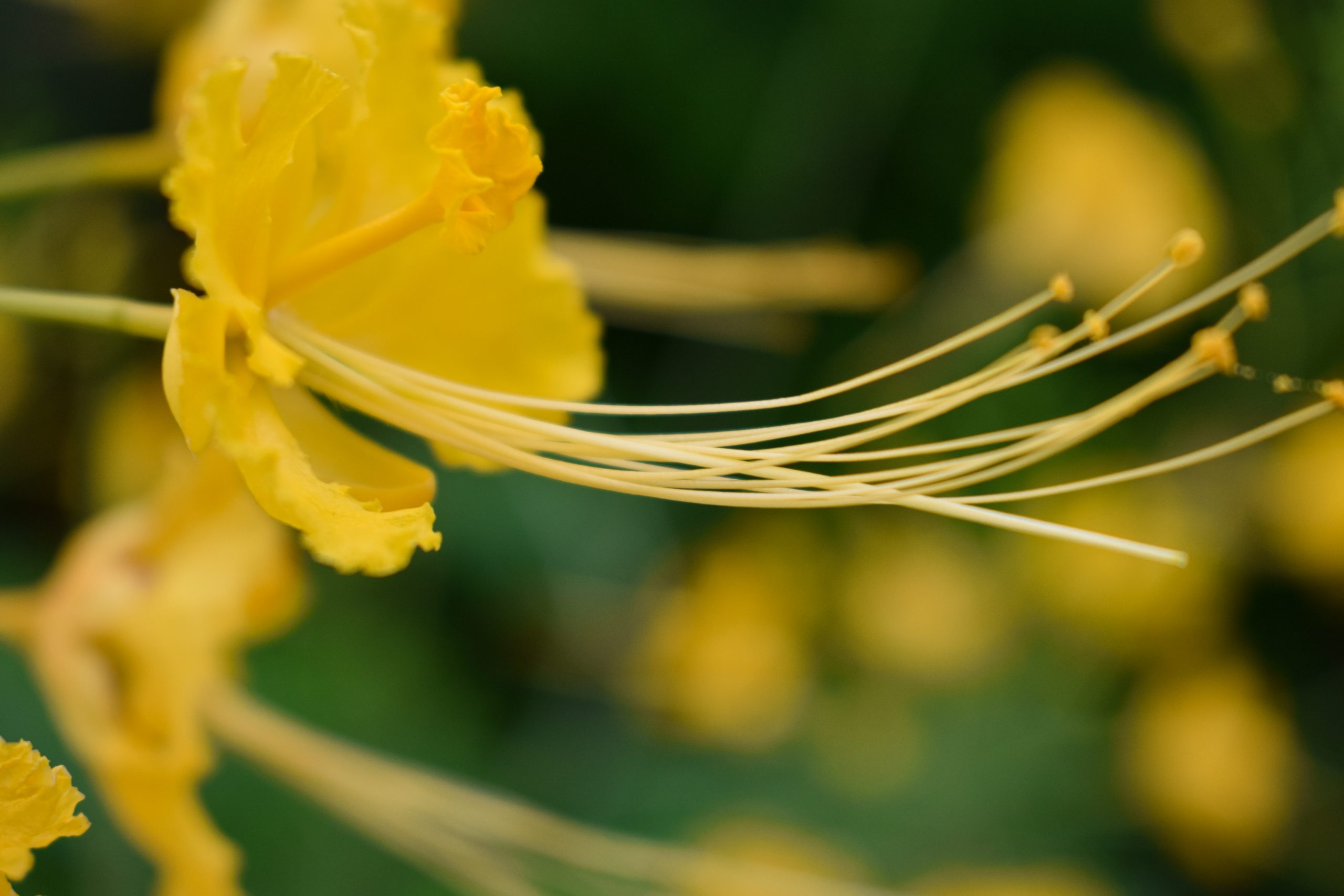 close-up of a yellow flower