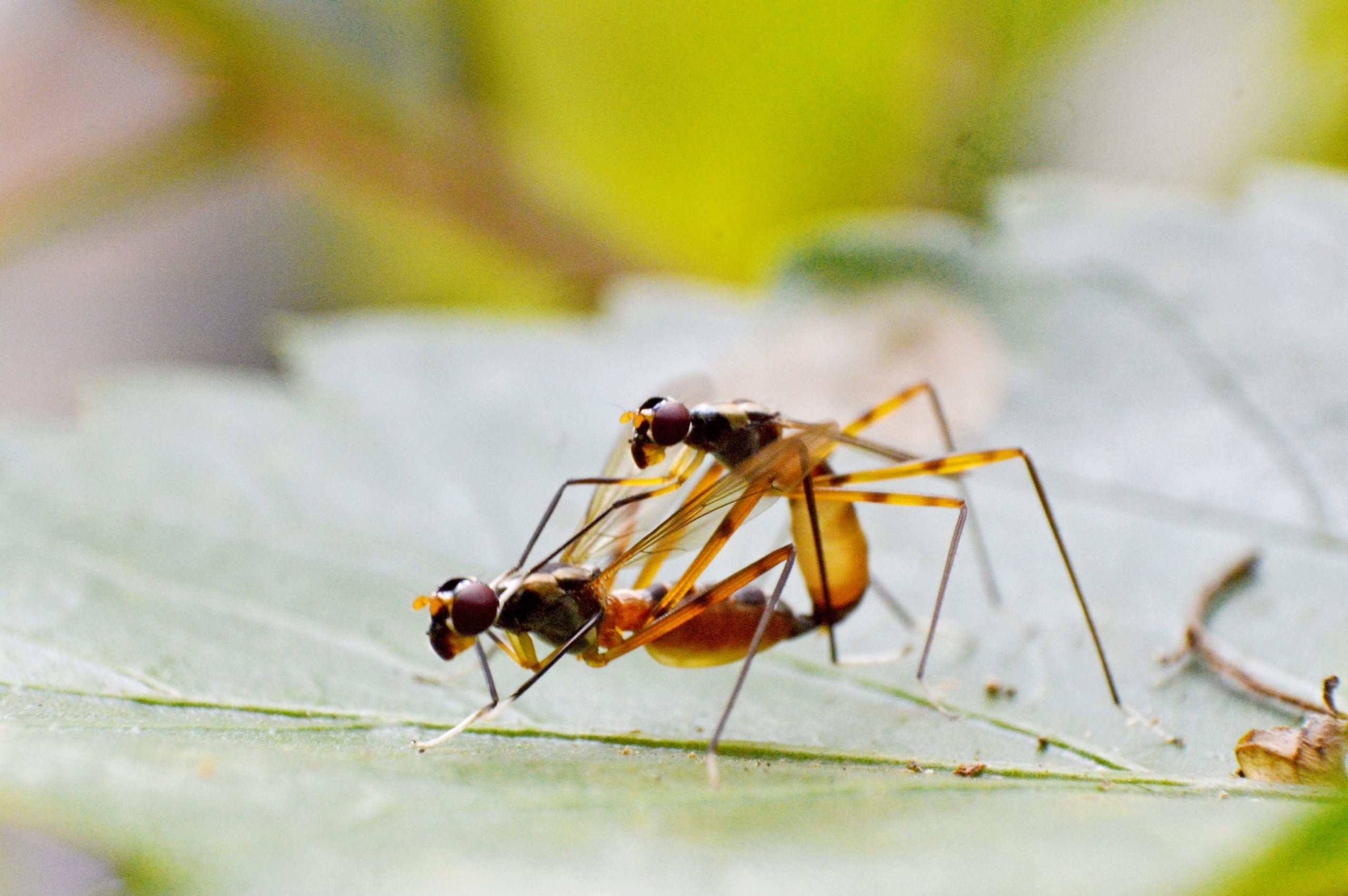 close-up of insects