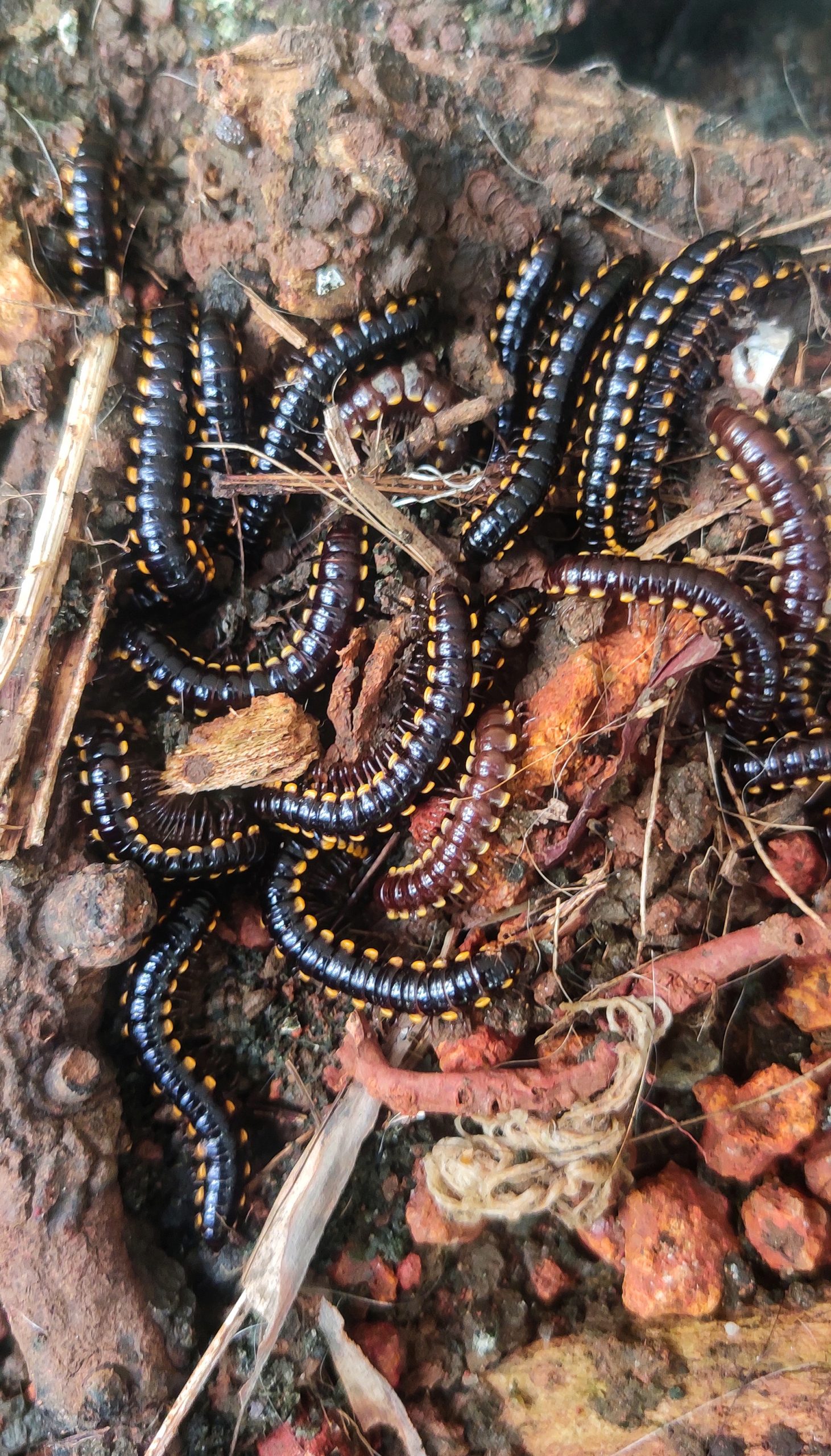 close-up of insects