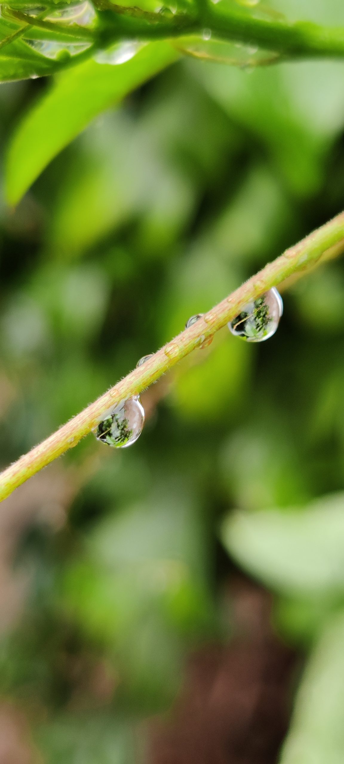 droplets of water