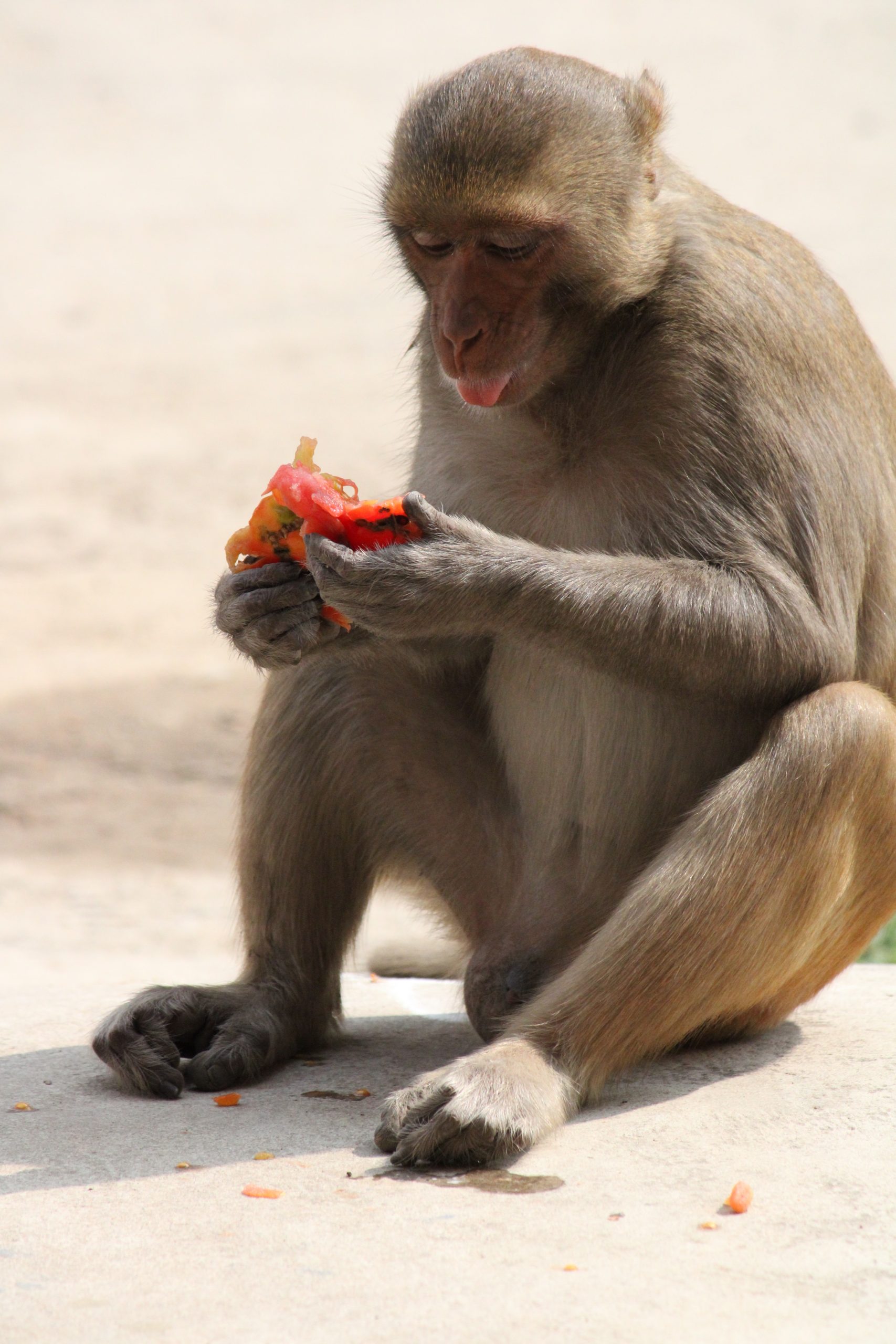 Monkey eating tomato
