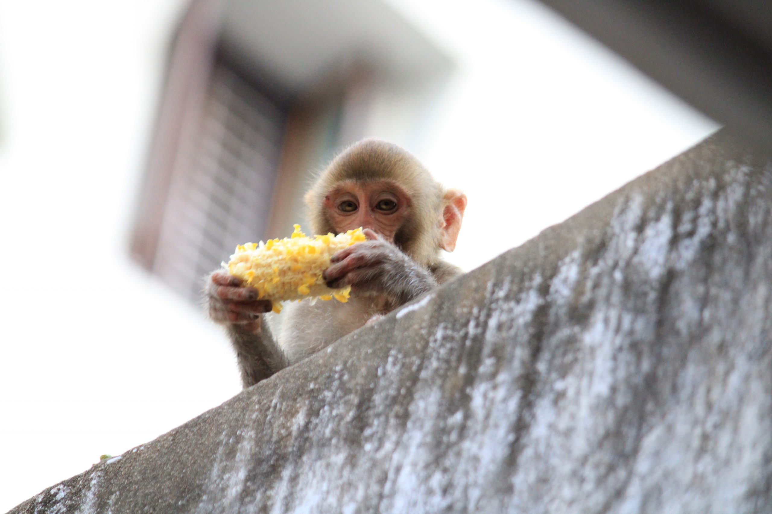 monkey eating corn