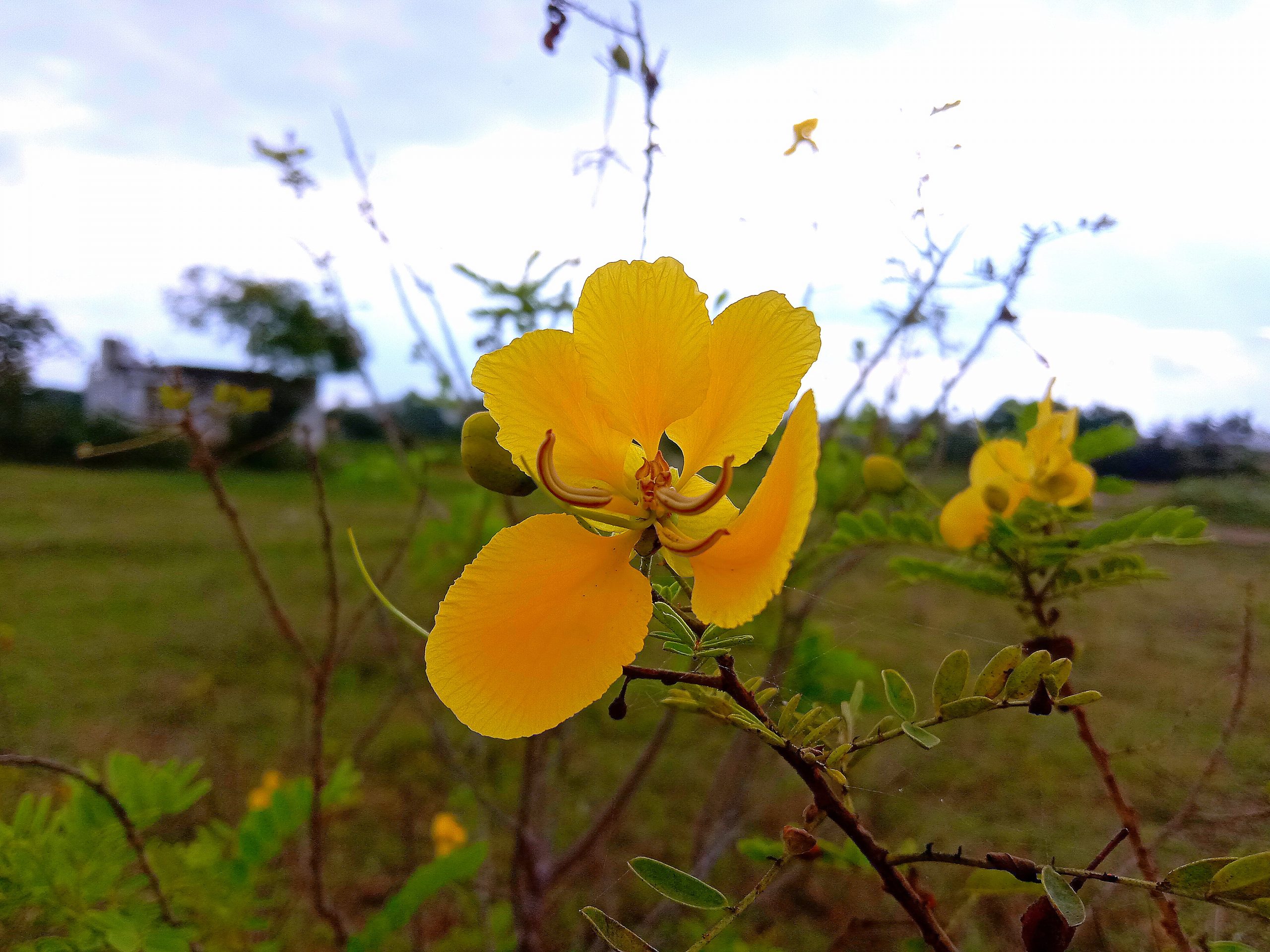 Flowering plant