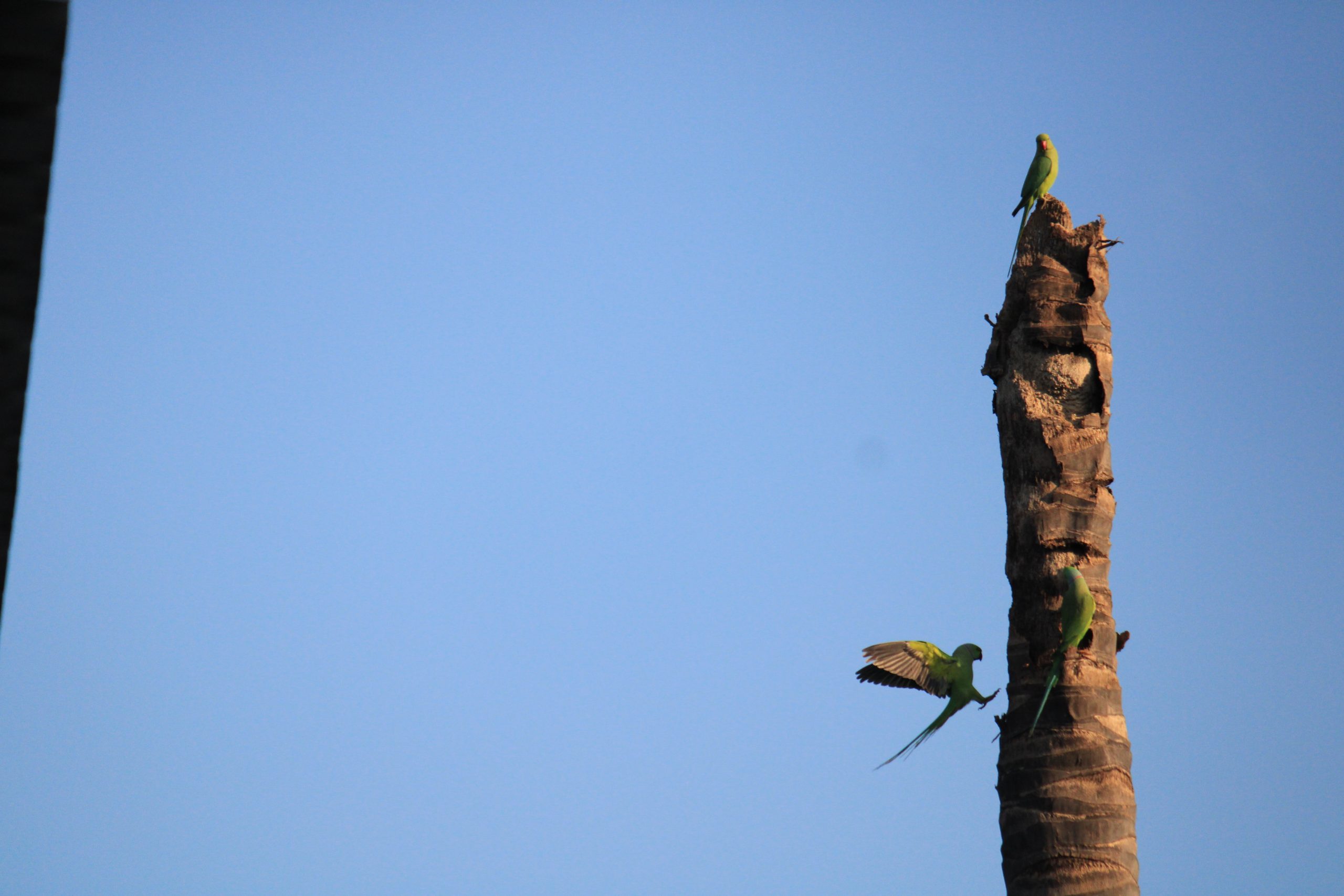 flying parrot