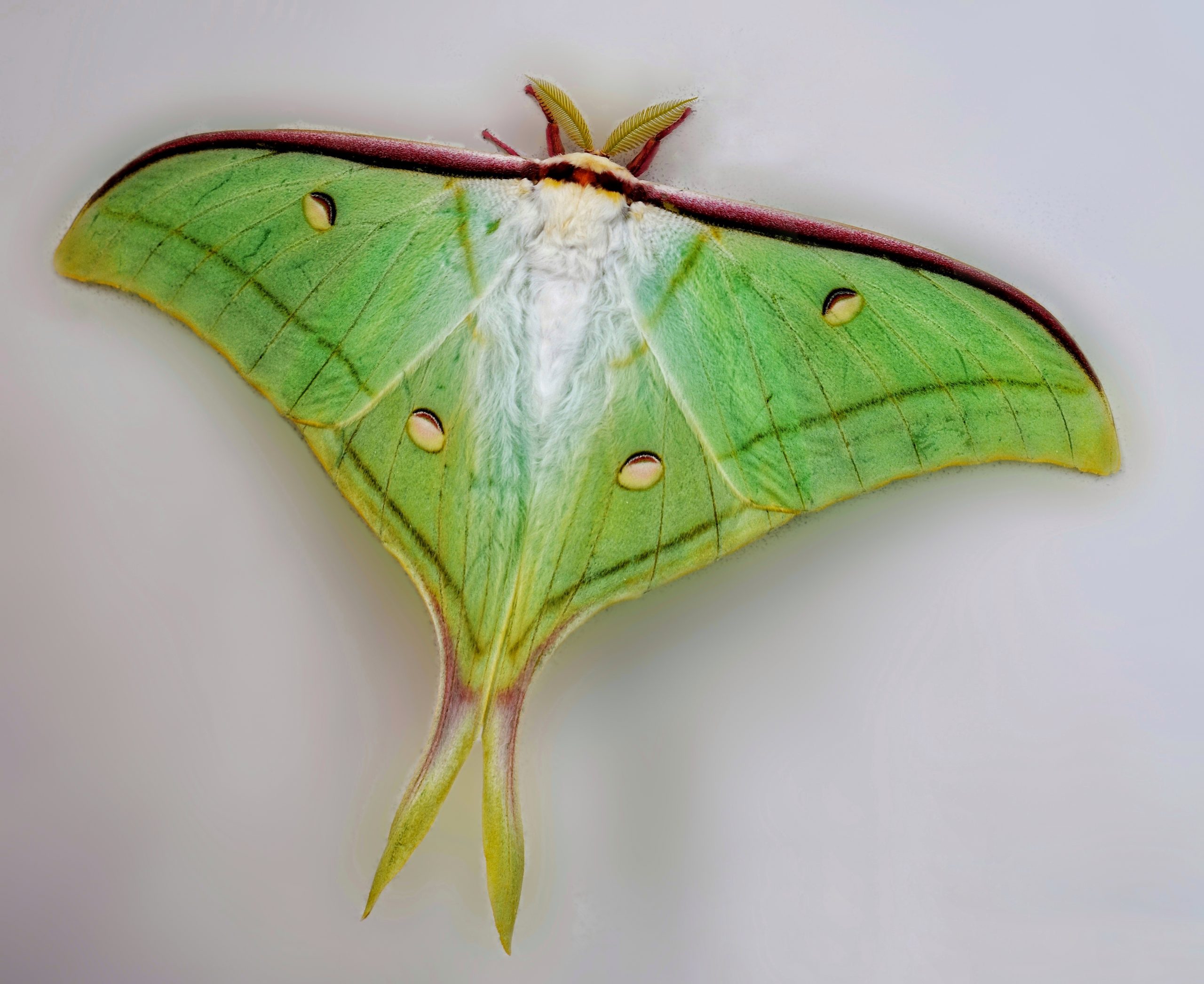 Green moth sitting on wall