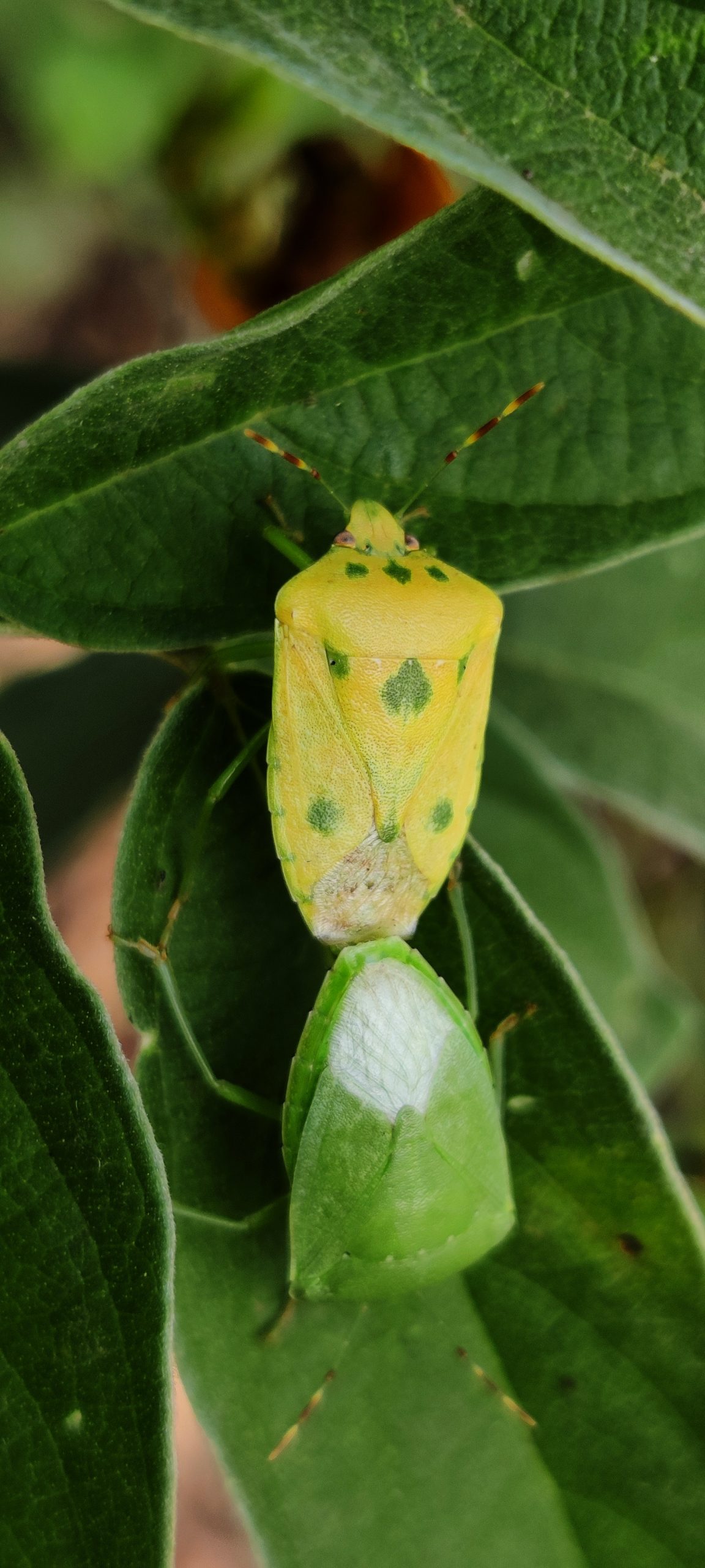 Stink bug on plant leaf