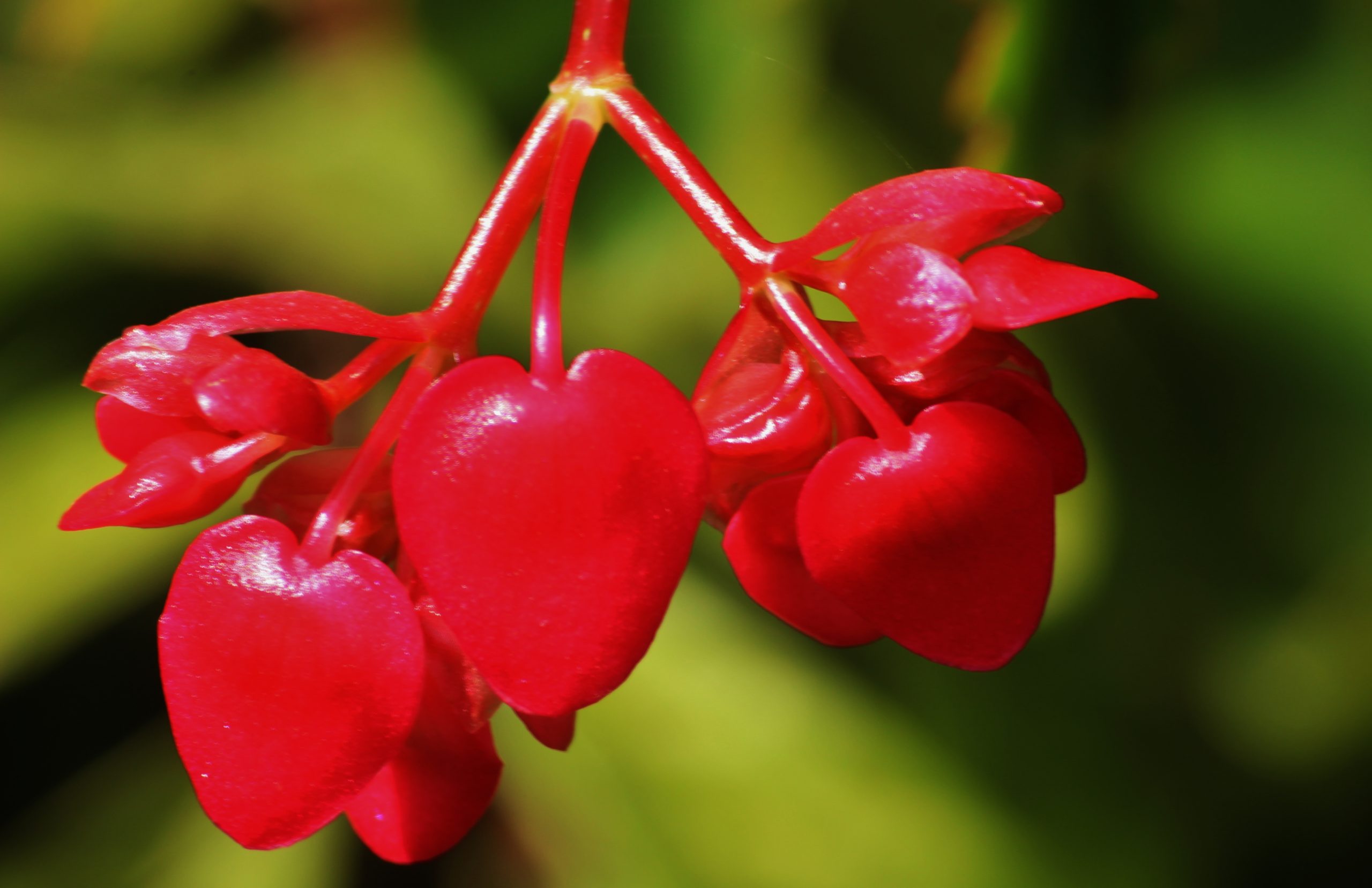 heart shape plant