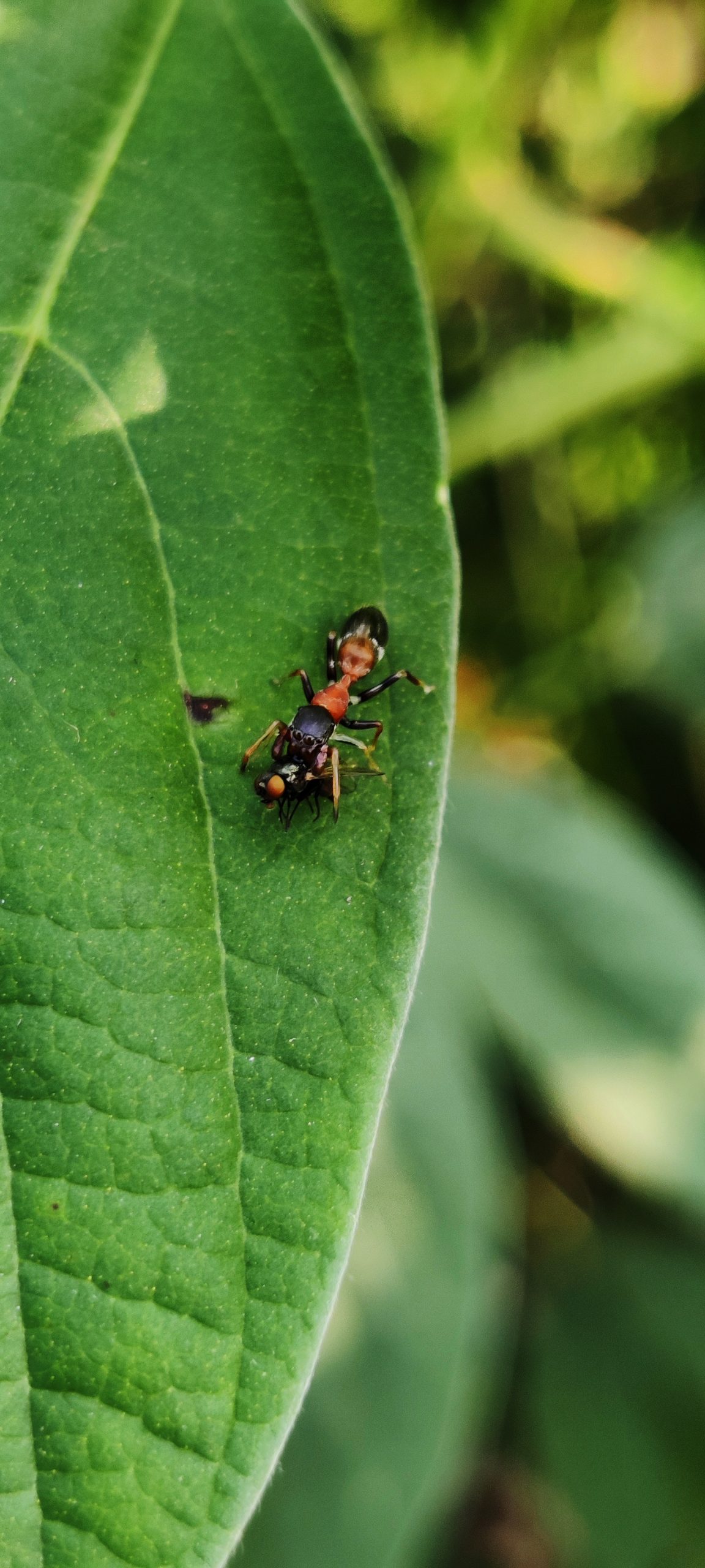 Insect on leaf