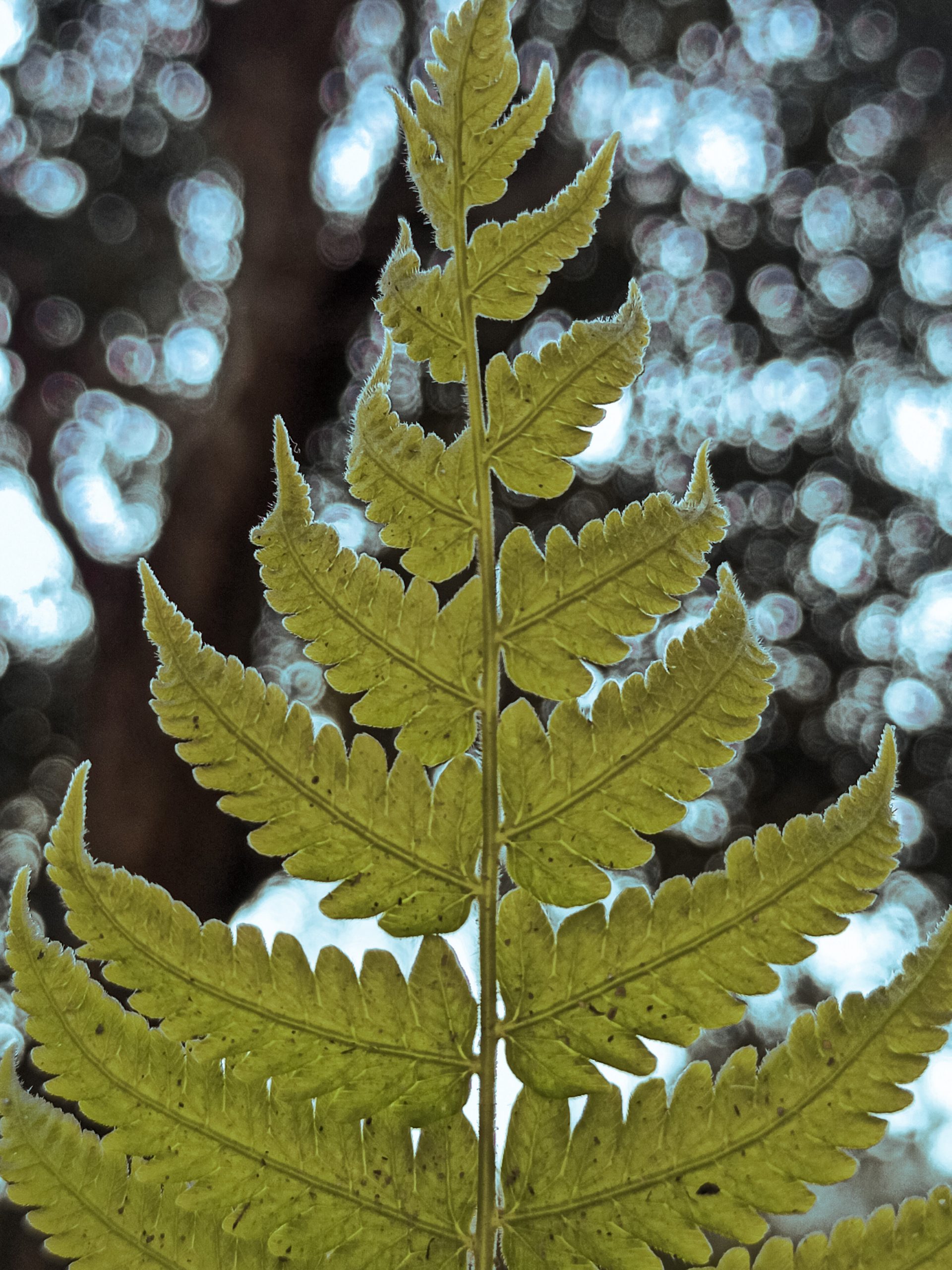 Leaf micro view