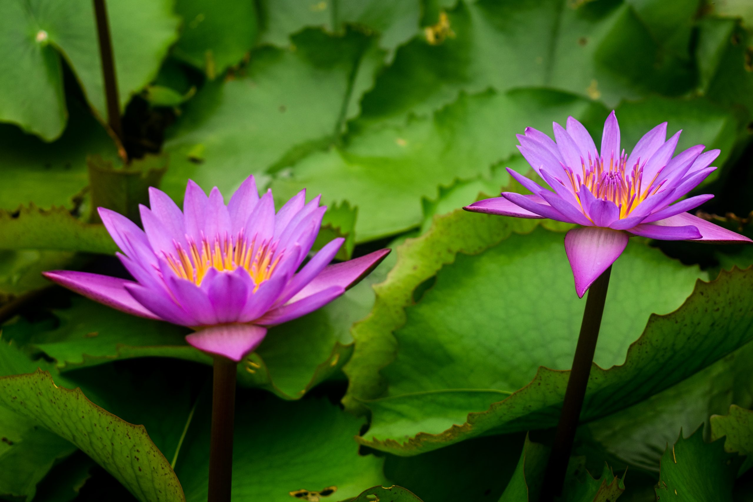 Purple lotus with yellow pollen and surrounding green leaves.