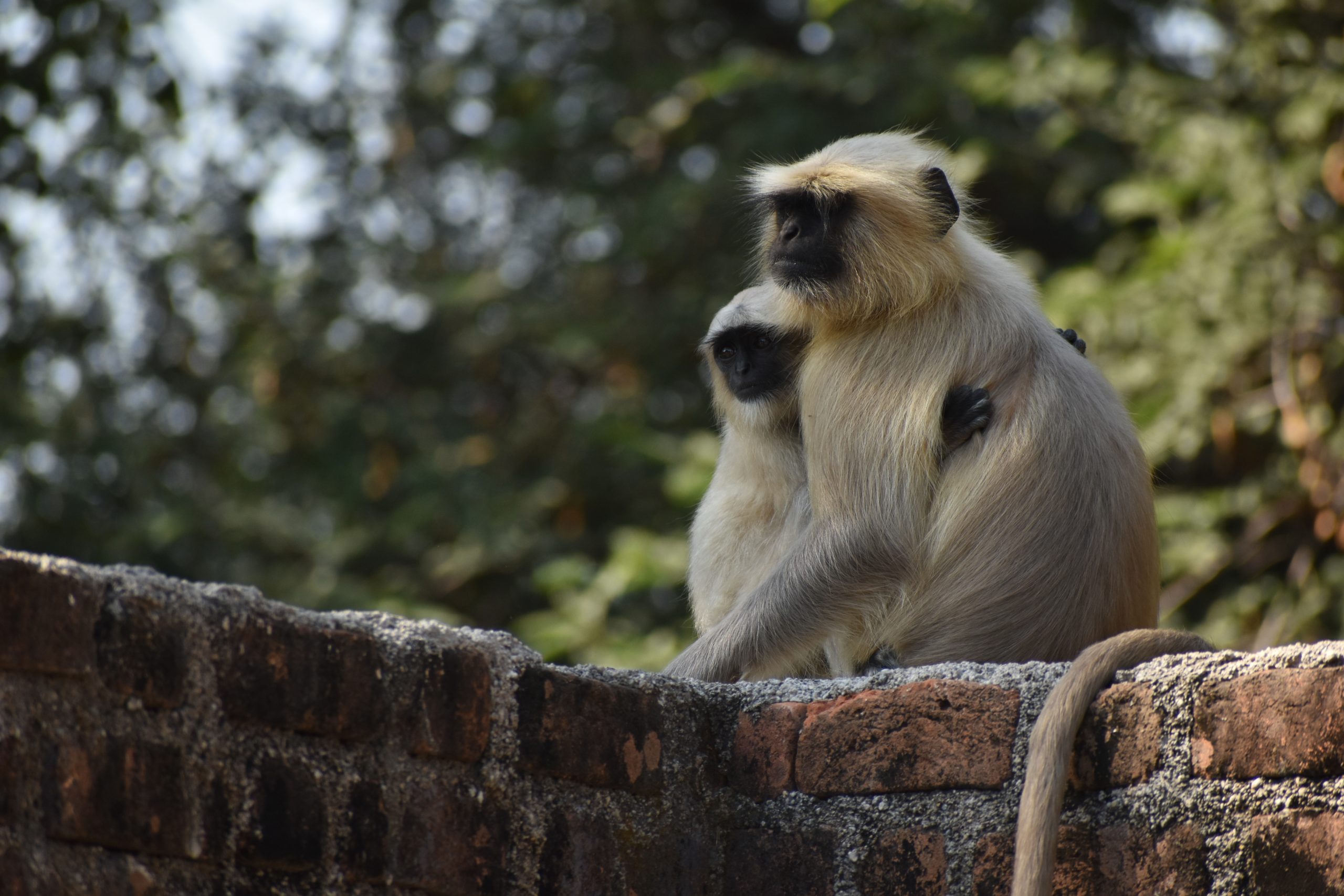 monkey with her baby