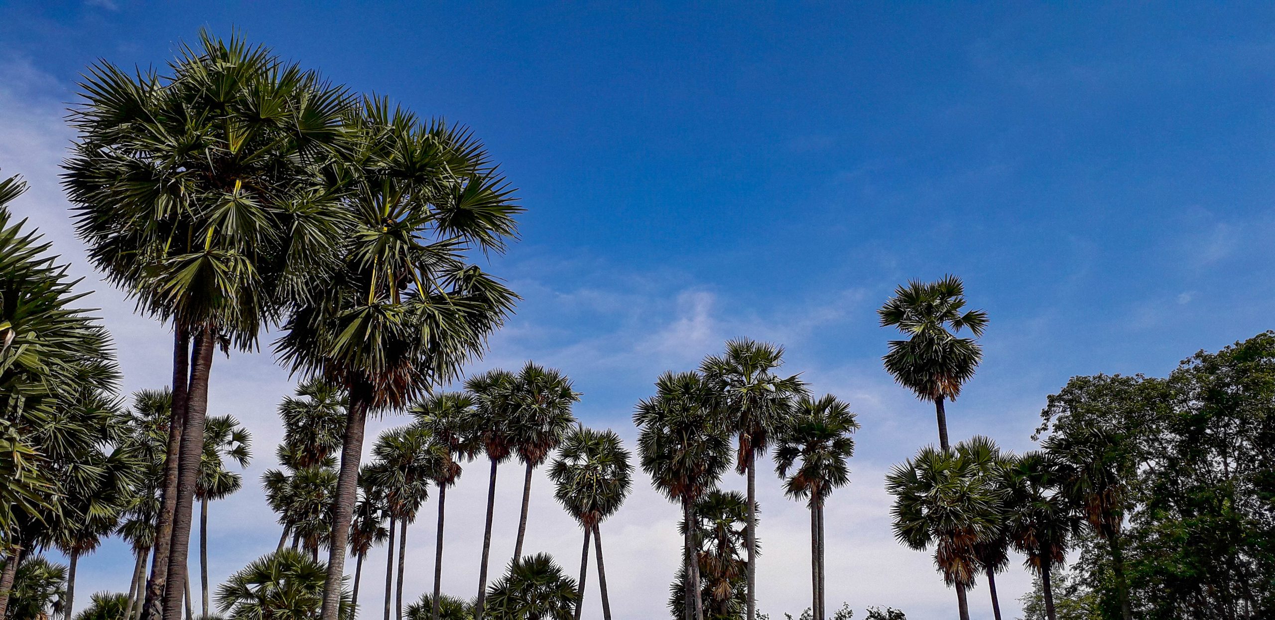 palm trees and the blue sky