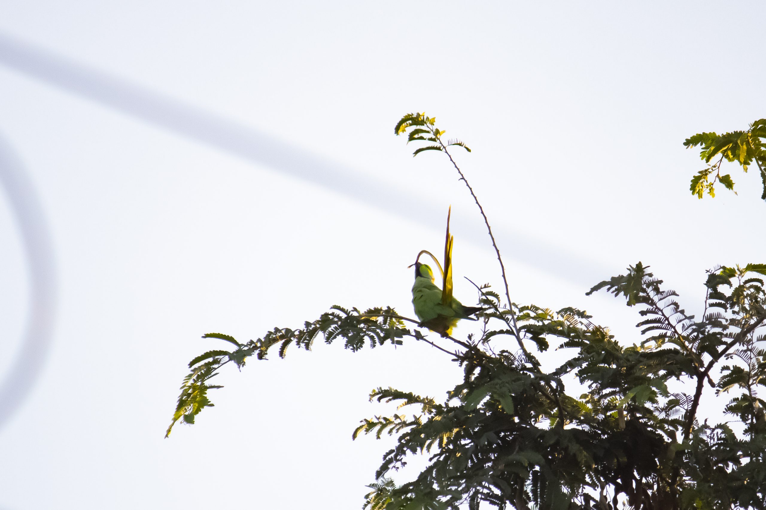 Parrot sitting on tree