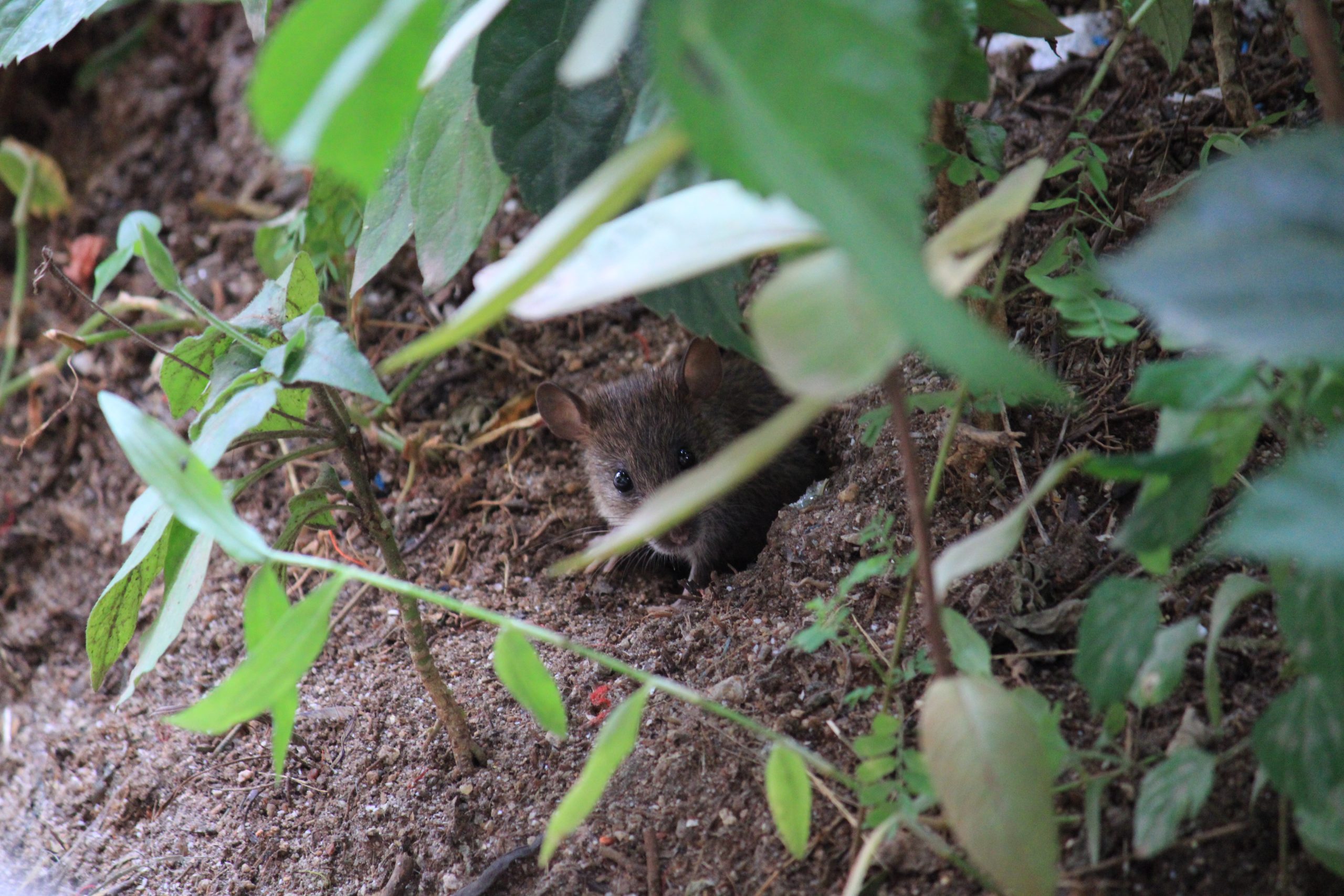 rat hiding behind a tree