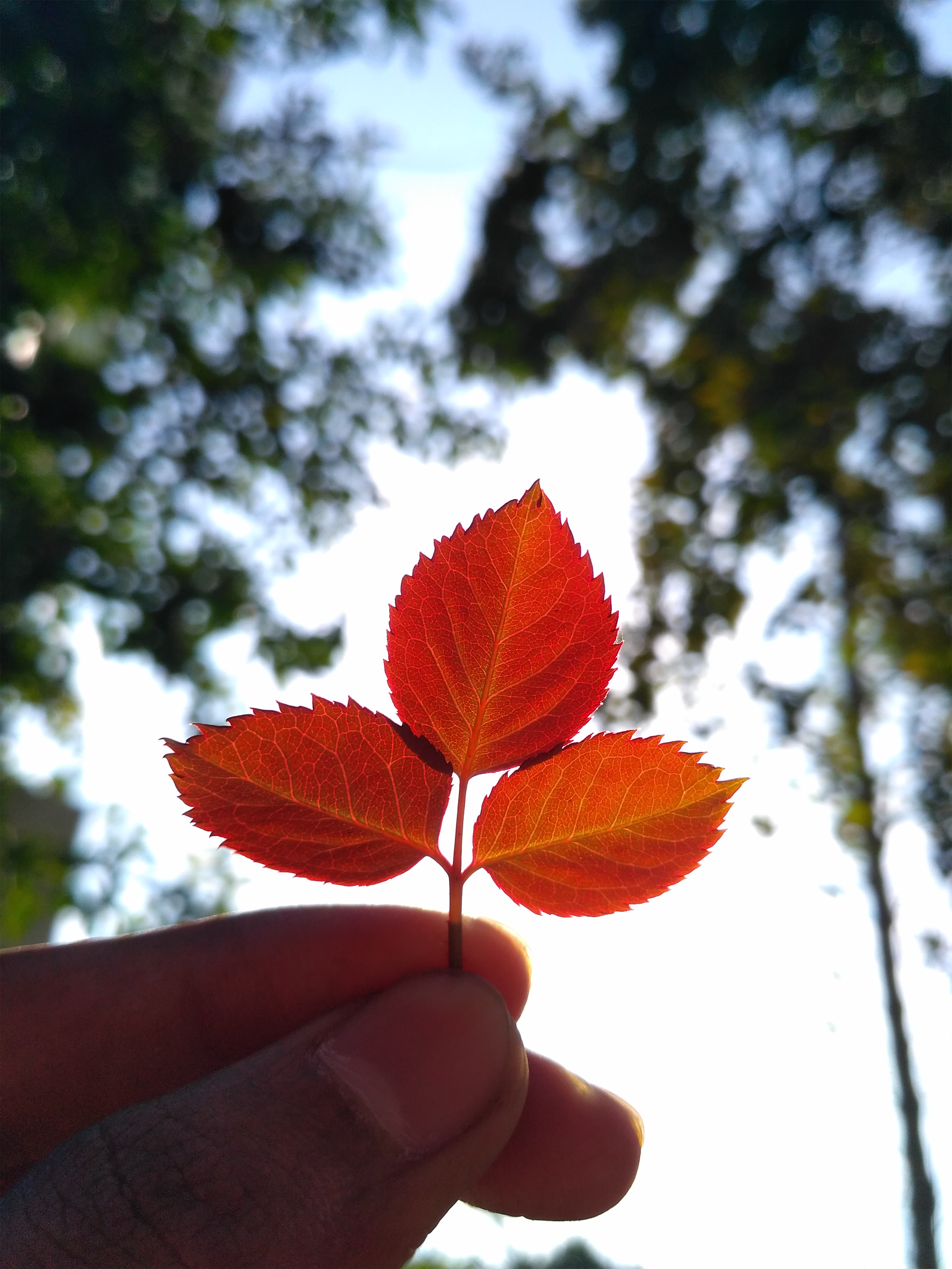 Red rose plant leaves