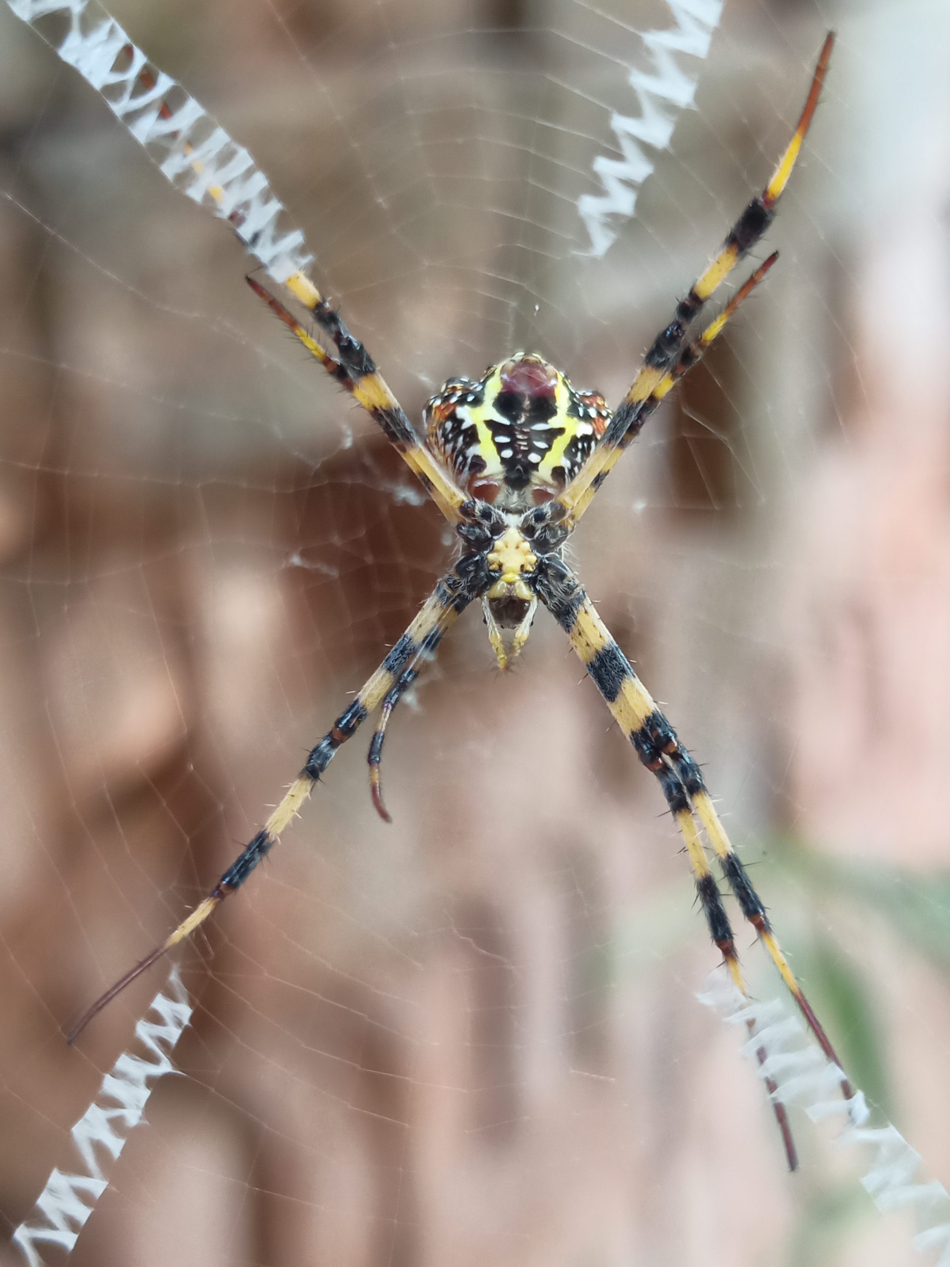 spider in a web