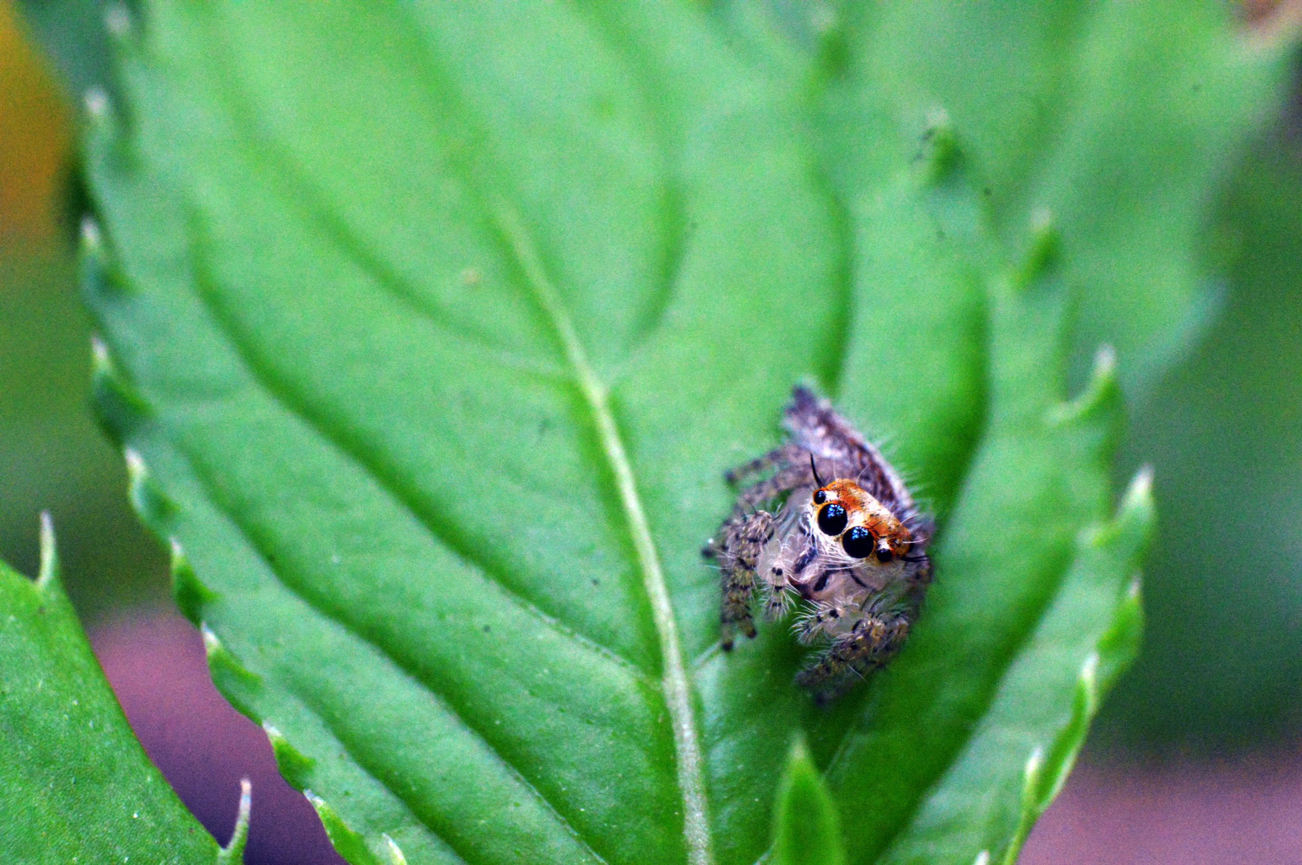 Spider on leaf