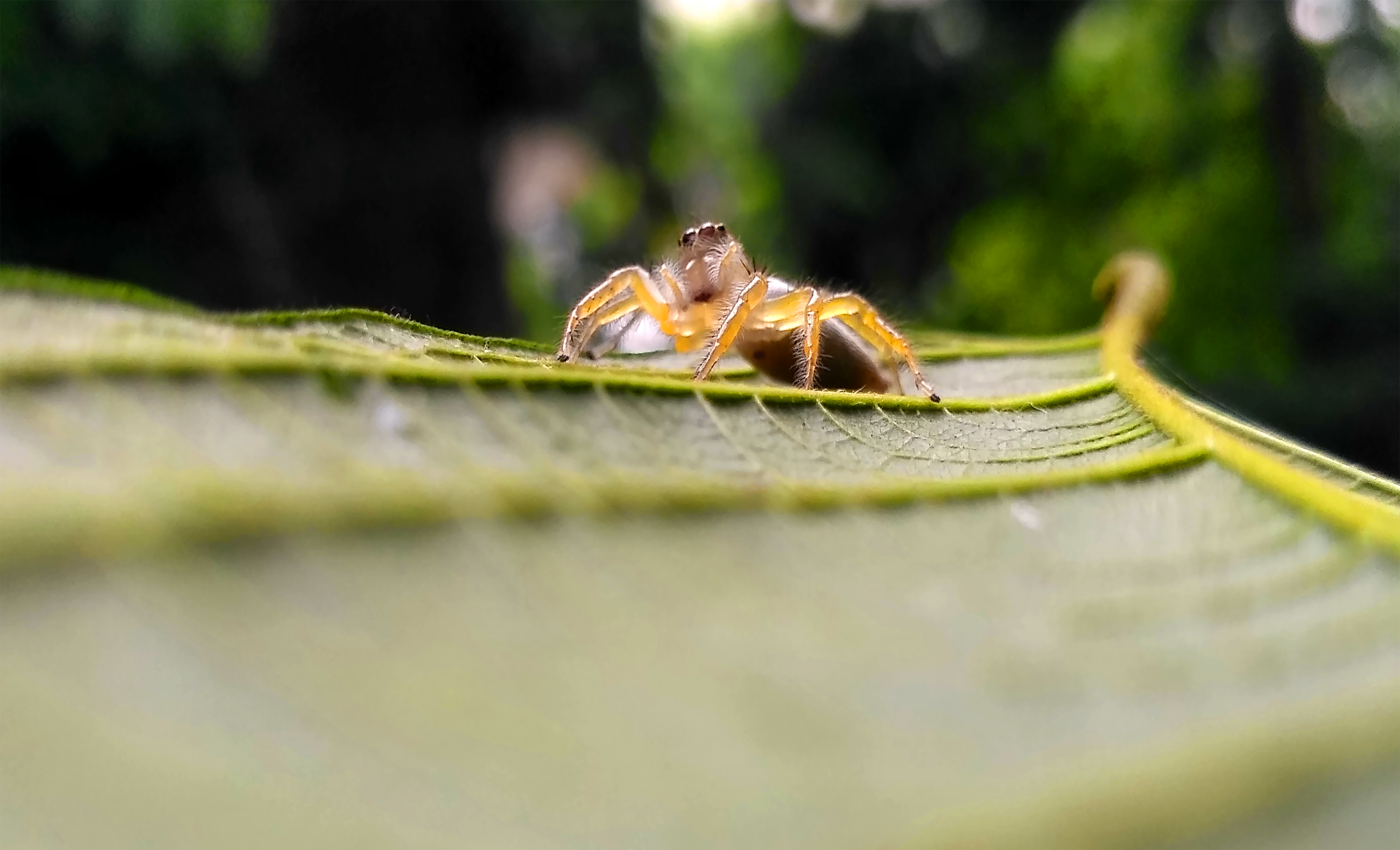 Spider sitting on leaf