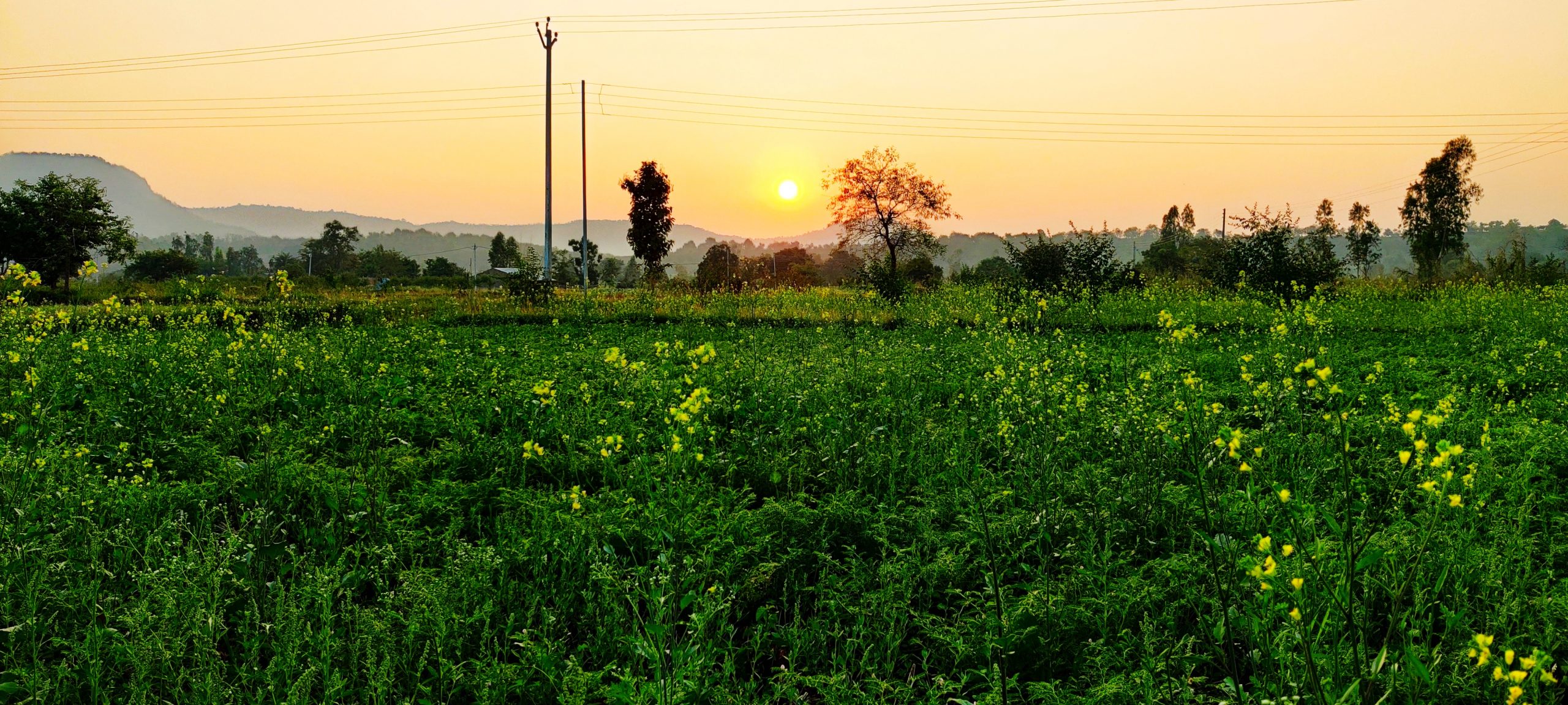 sunset near a garden