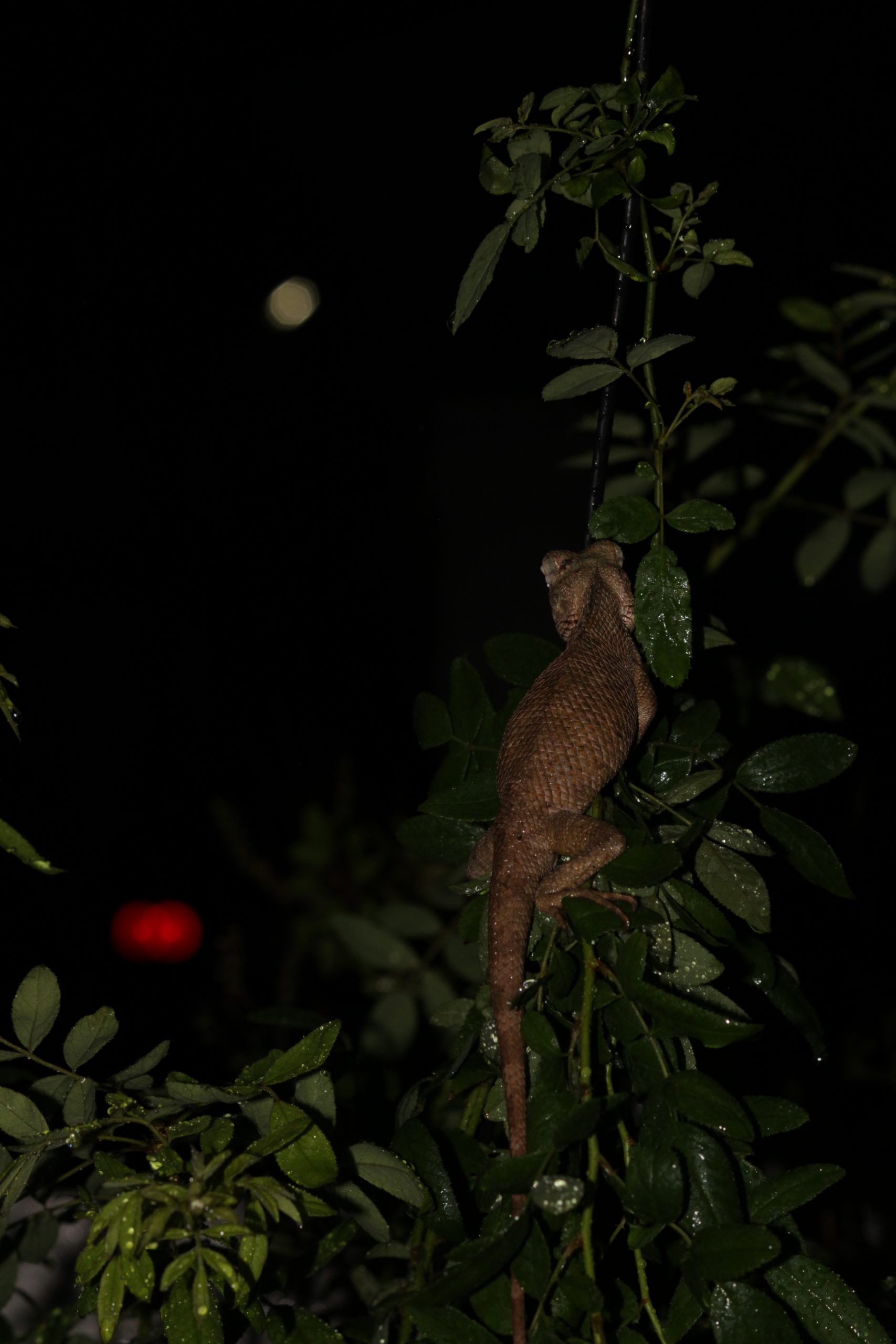 Lizard in darkness