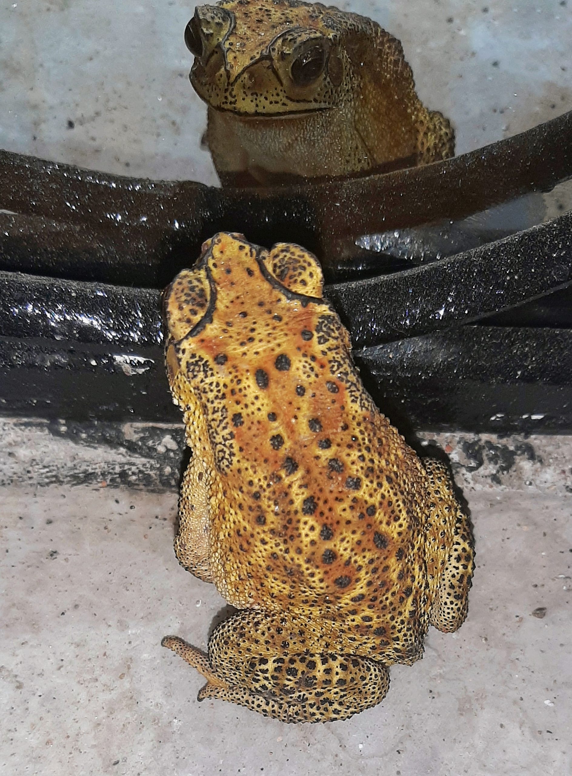 toad looking in a mirror