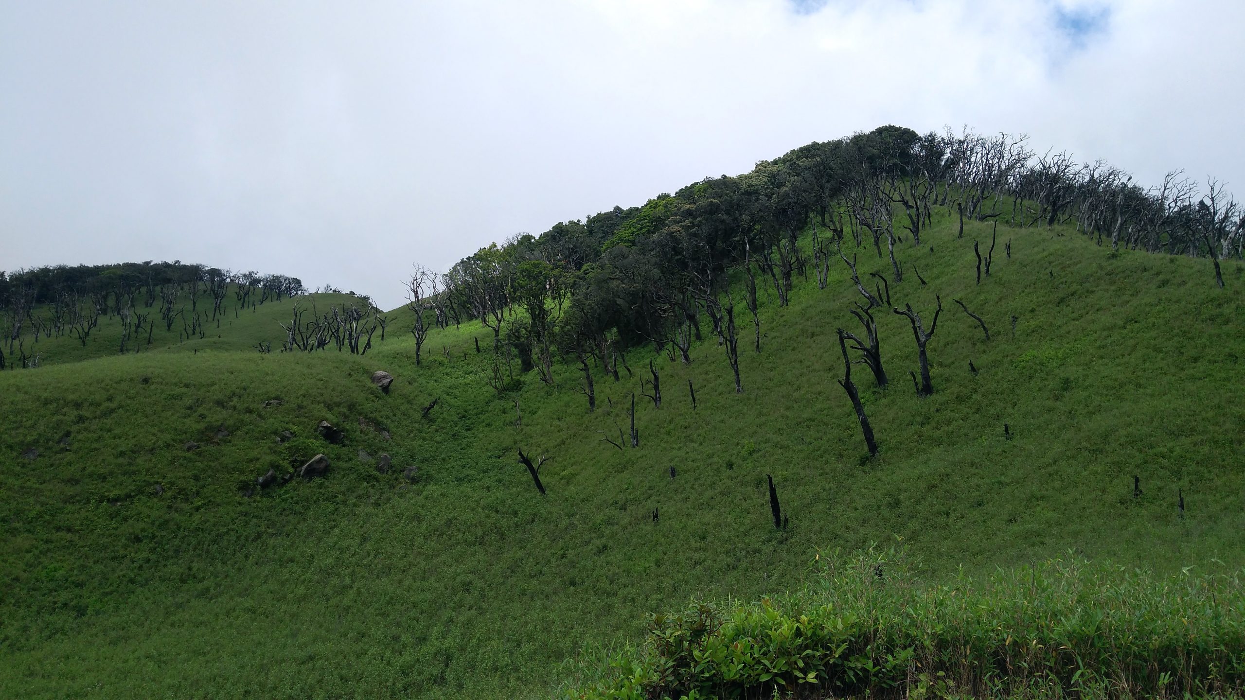 trees on a hill