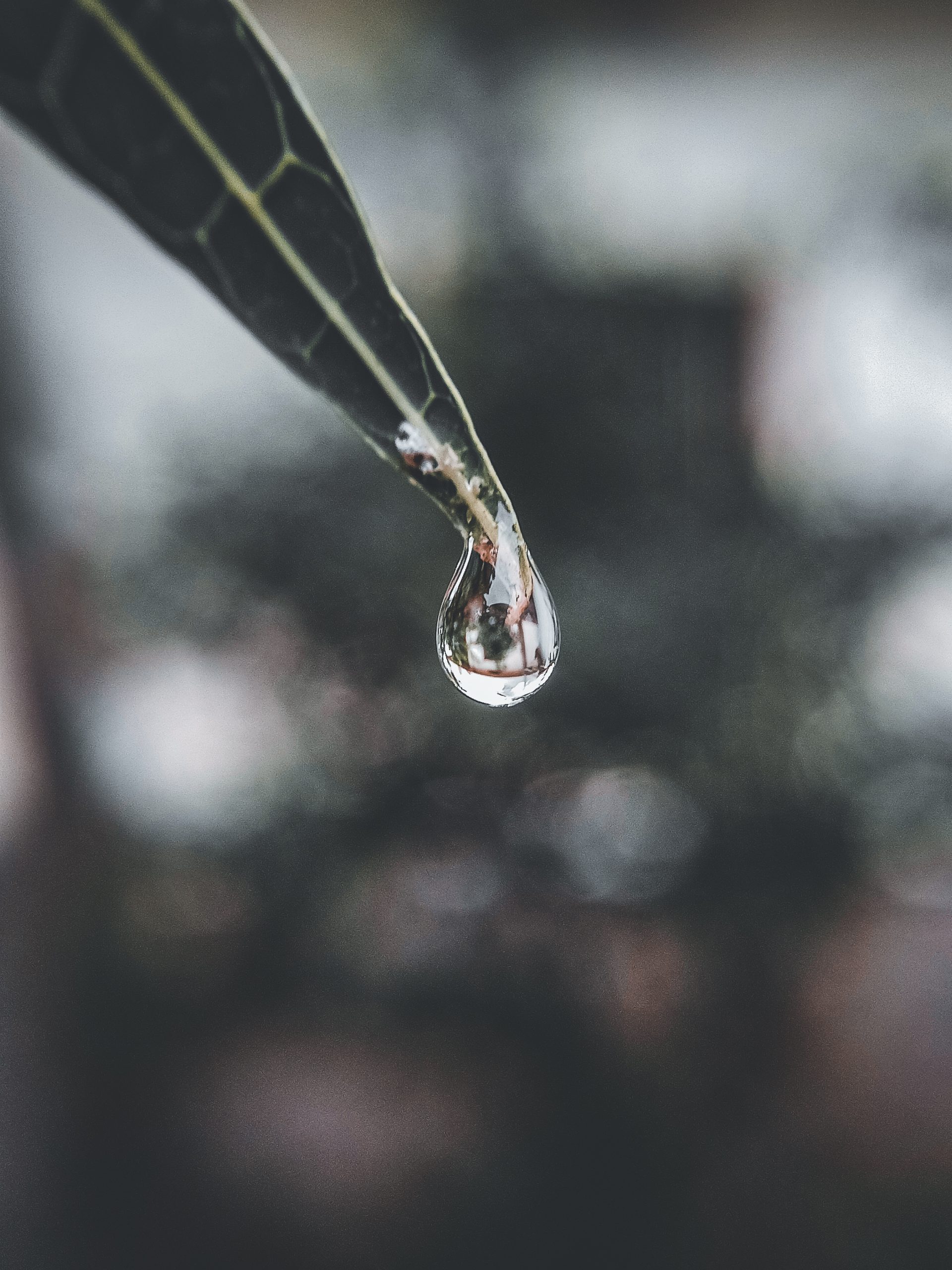 Water drop on a leaf tip