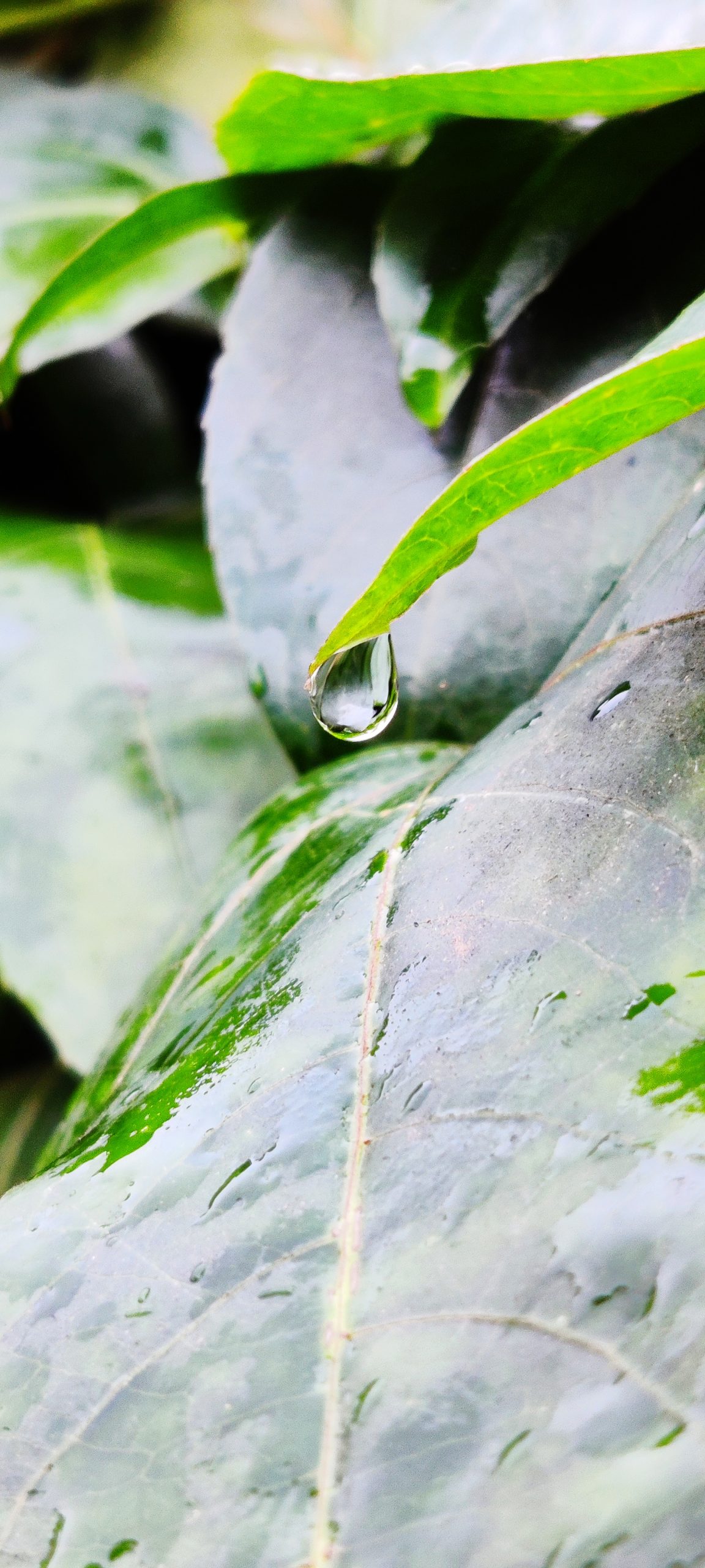 Water drops on plant leaf
