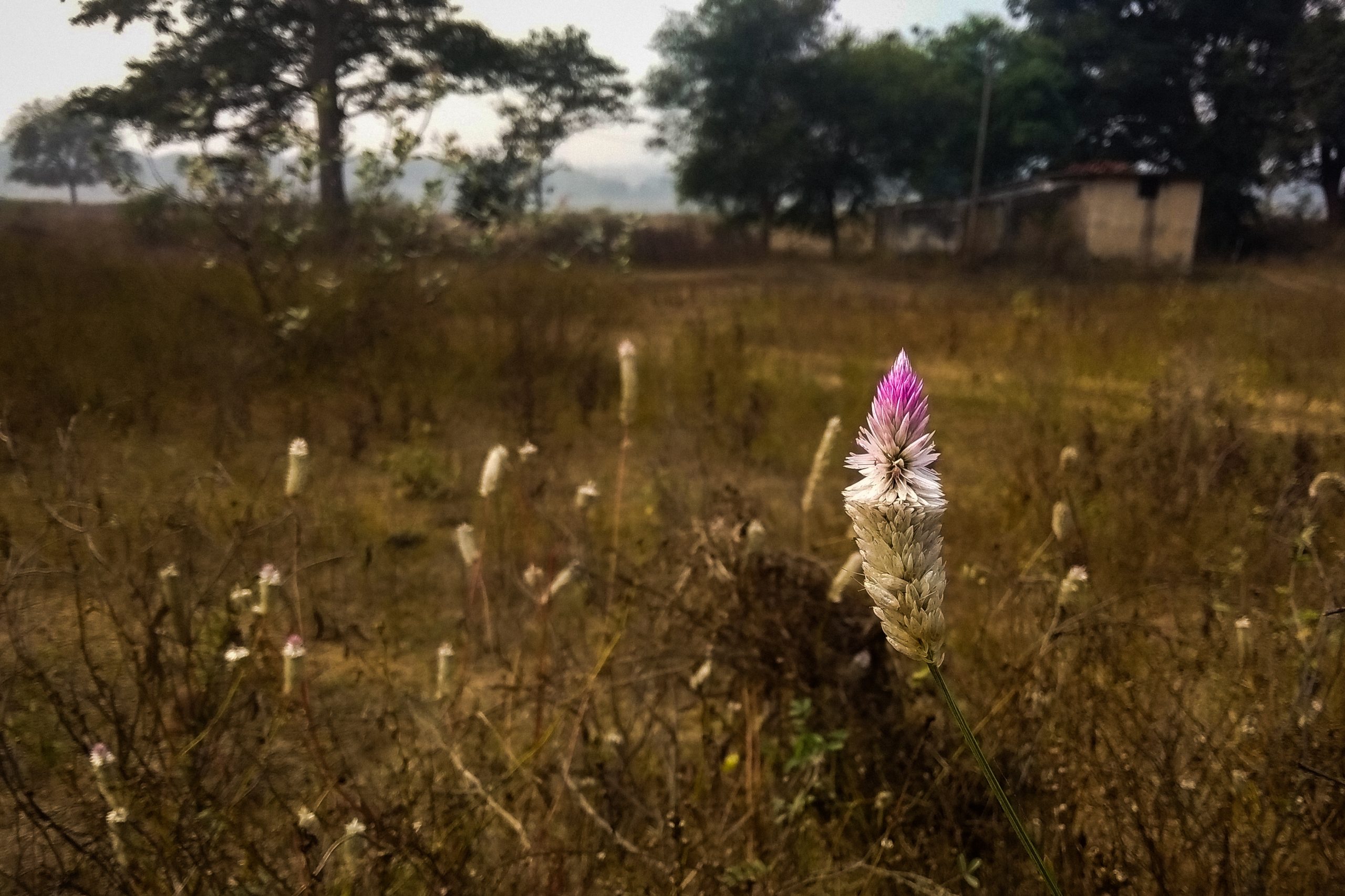 wildflowers and grassland