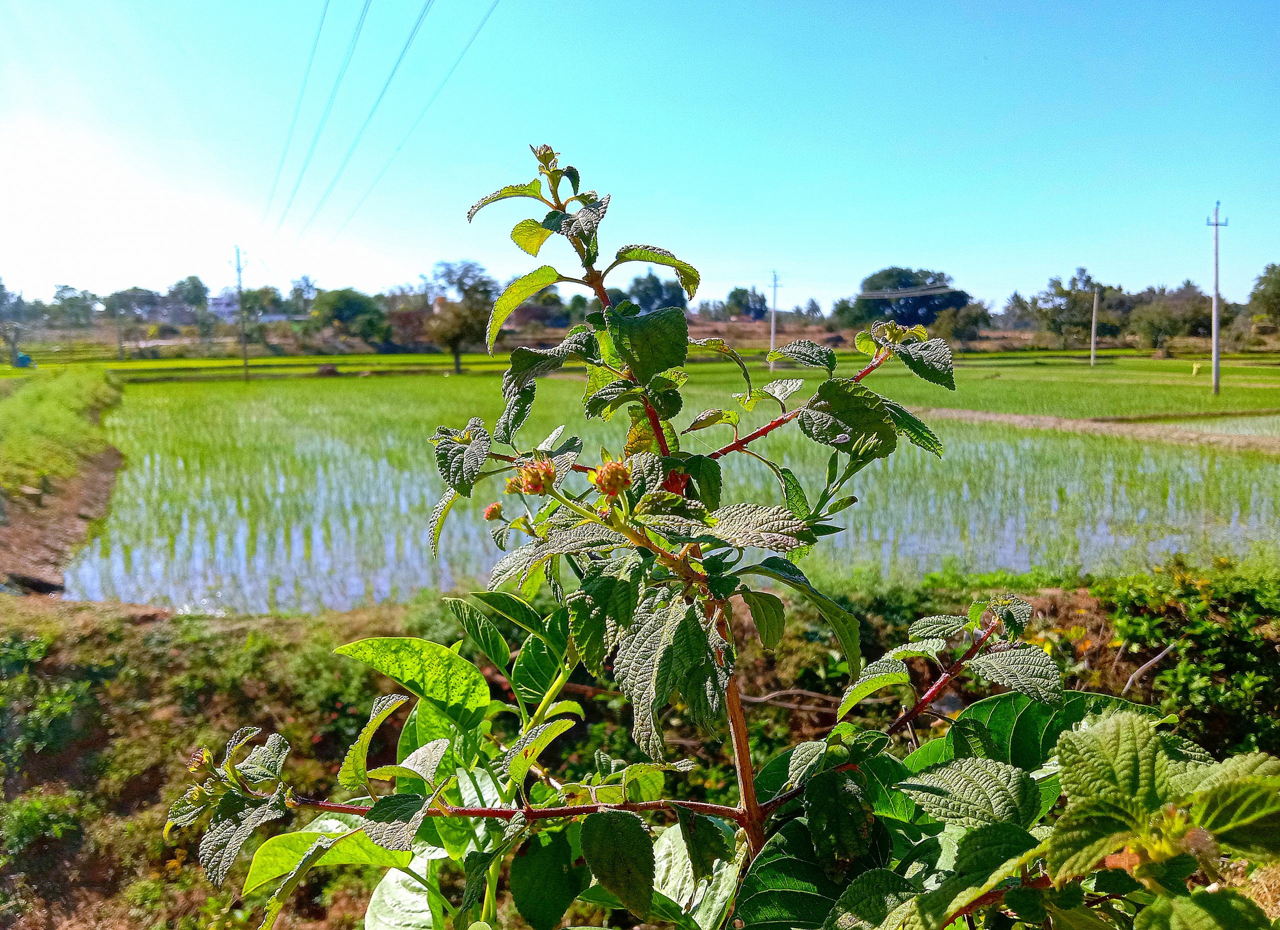 A plant near paddy fields