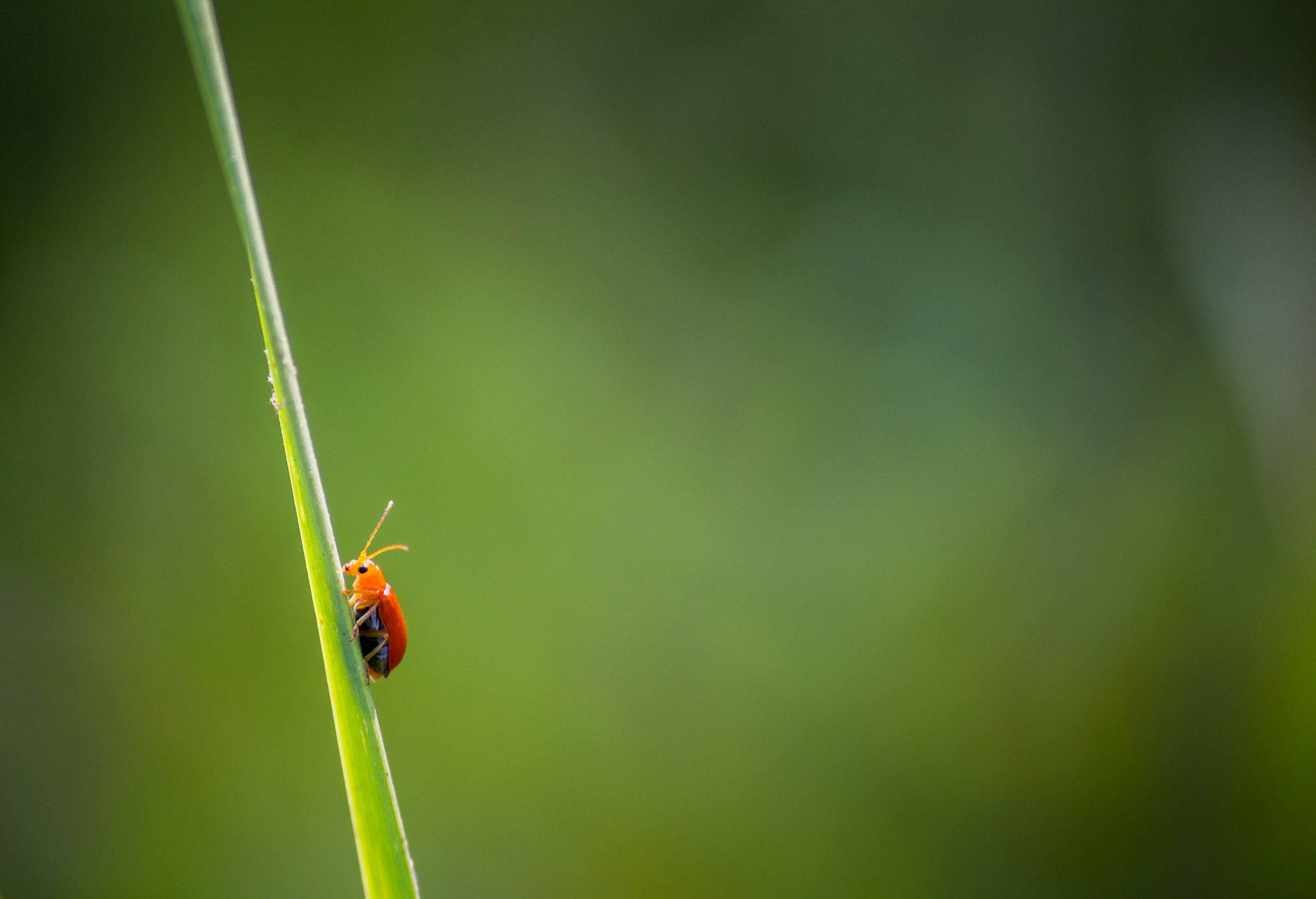 A Bug on a grass leaf