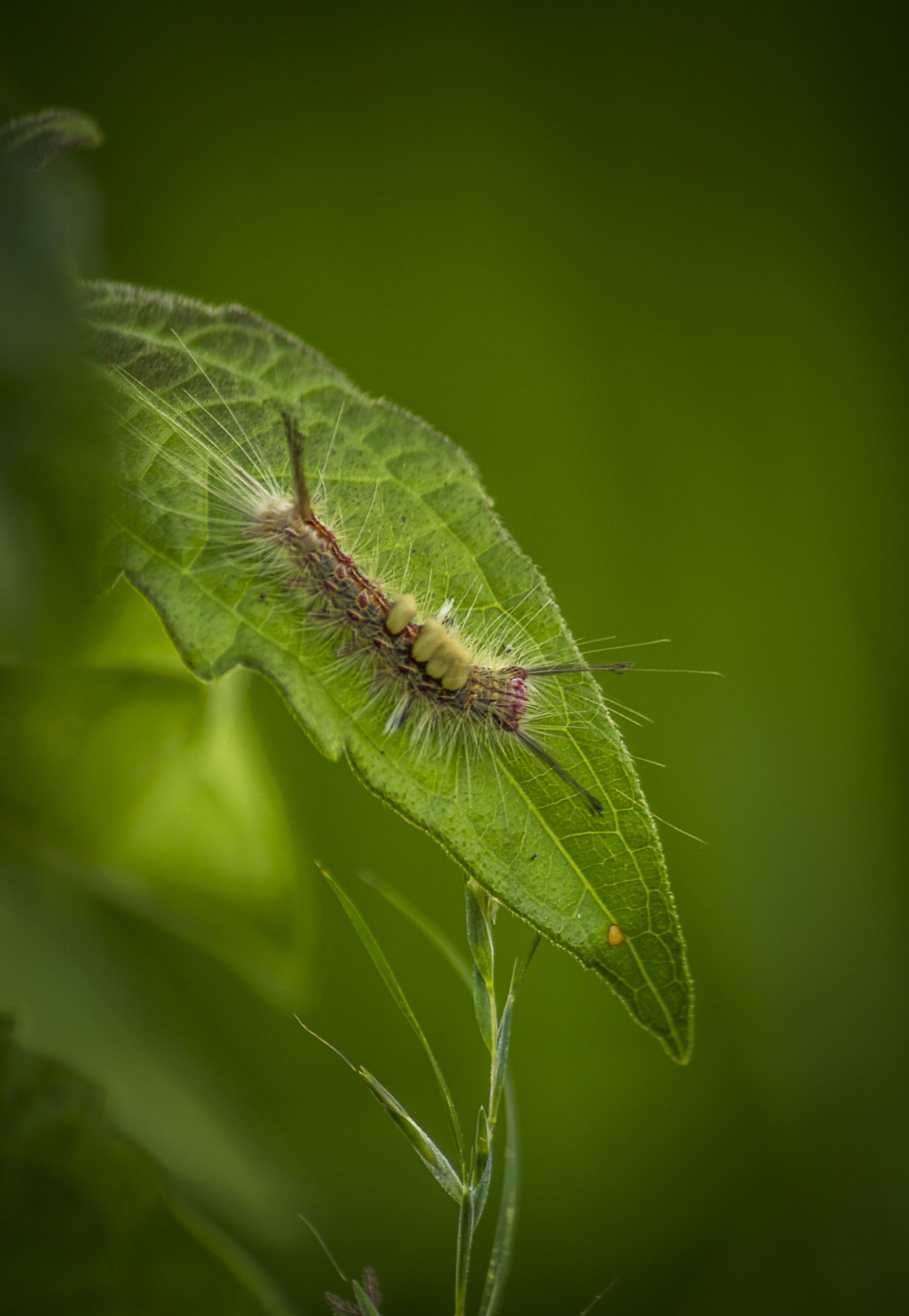 A Caterpillar on a leaf